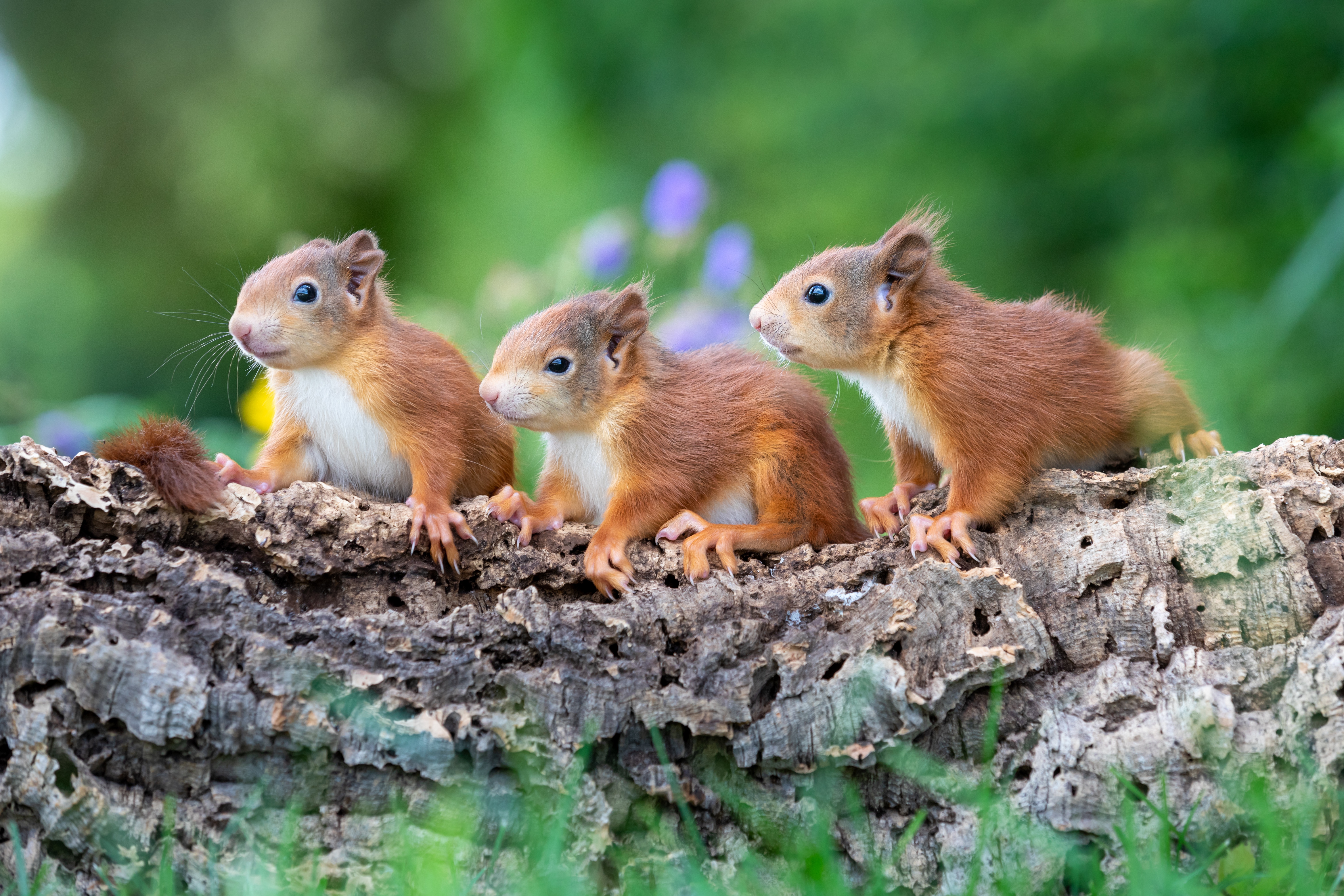 Download mobile wallpaper Squirrel, Animal, Rodent, Baby Animal for free.
