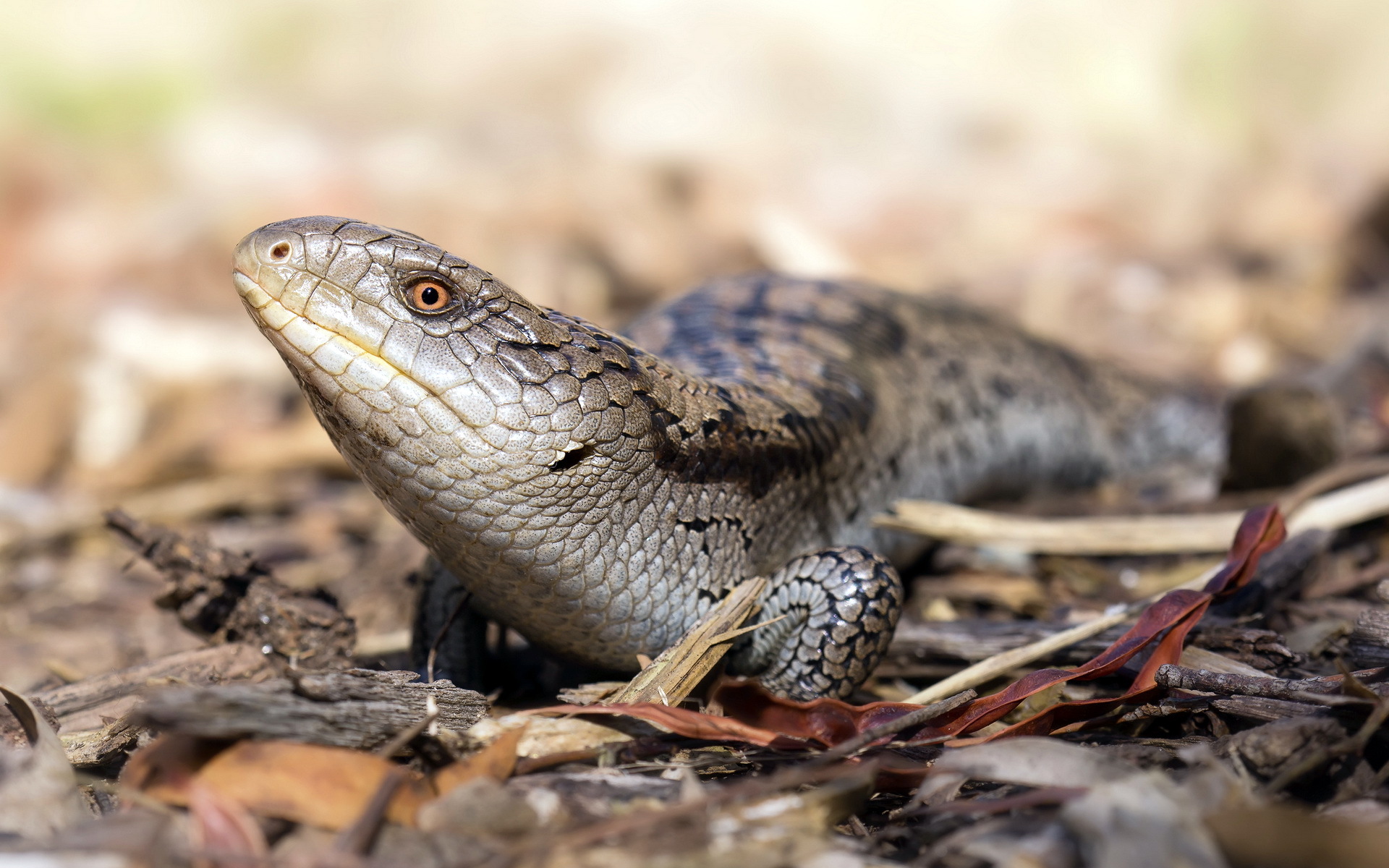 Download mobile wallpaper Animal, Lizard, Blue Tongue Skink for free.