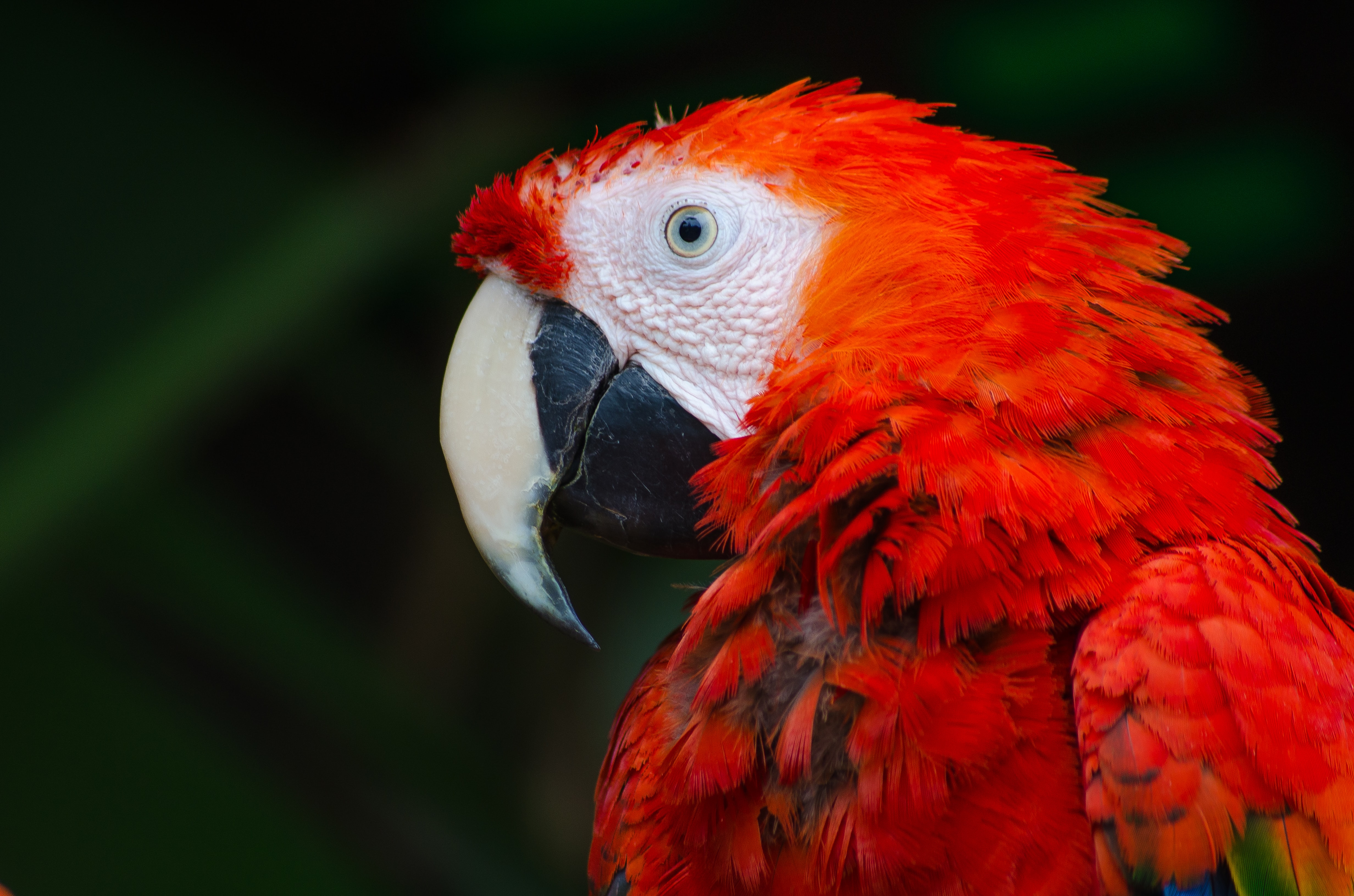 Free download wallpaper Birds, Bird, Animal, Scarlet Macaw on your PC desktop