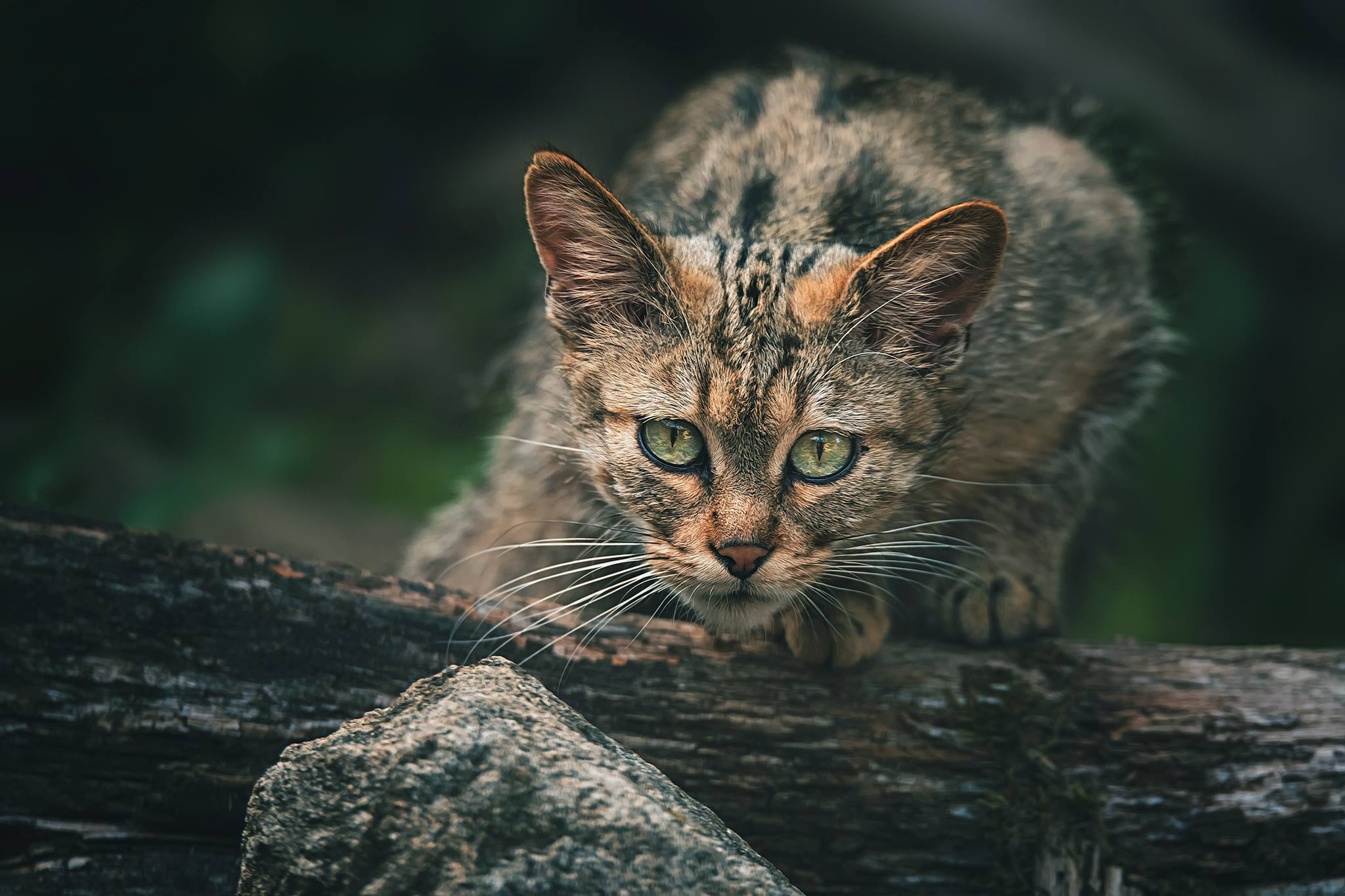 Laden Sie das Tiere, Katzen, Katze, Starren-Bild kostenlos auf Ihren PC-Desktop herunter