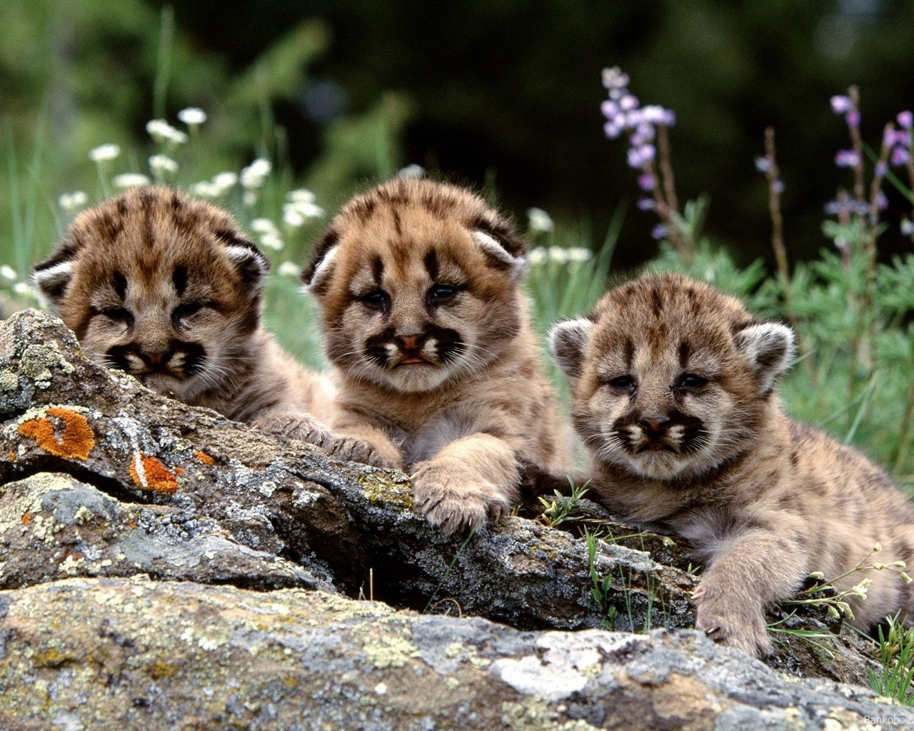 Free download wallpaper Animal, Cougar, Baby Animal on your PC desktop