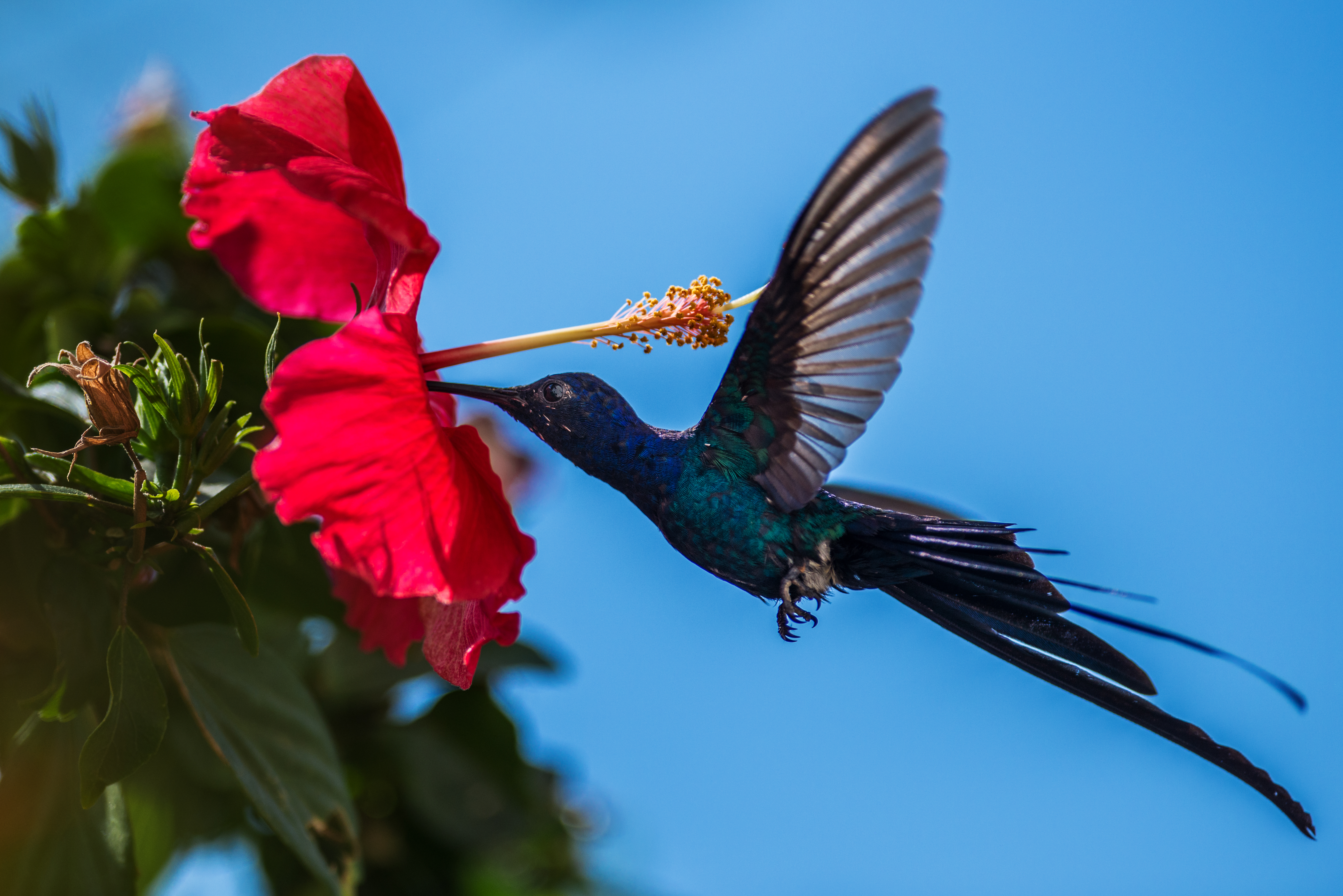 Laden Sie das Tiere, Vögel, Blume, Makro, Vogel, Flügel, Blüte, Kolibri-Bild kostenlos auf Ihren PC-Desktop herunter