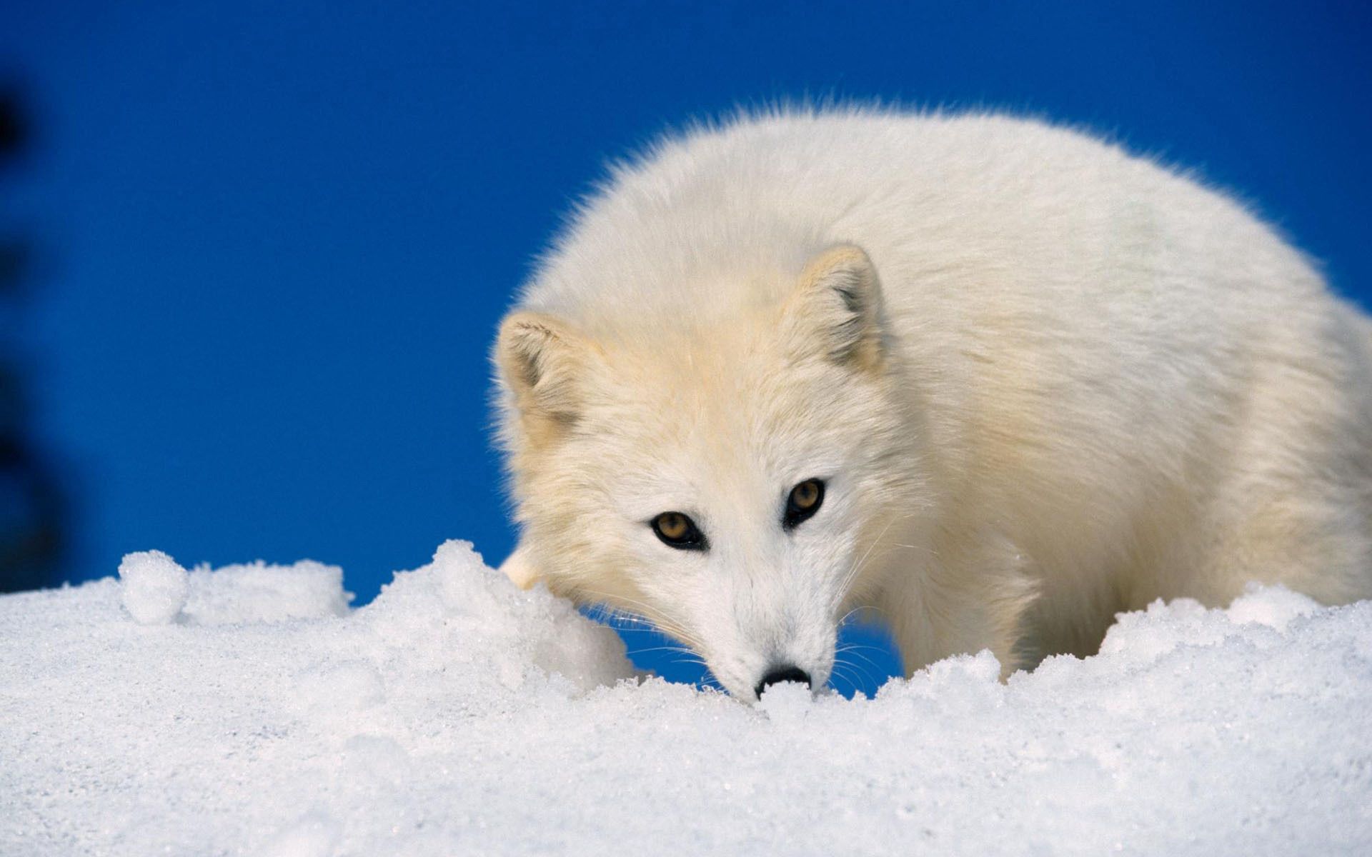 animals, snow, muzzle, hunting, hunt, arctic fox
