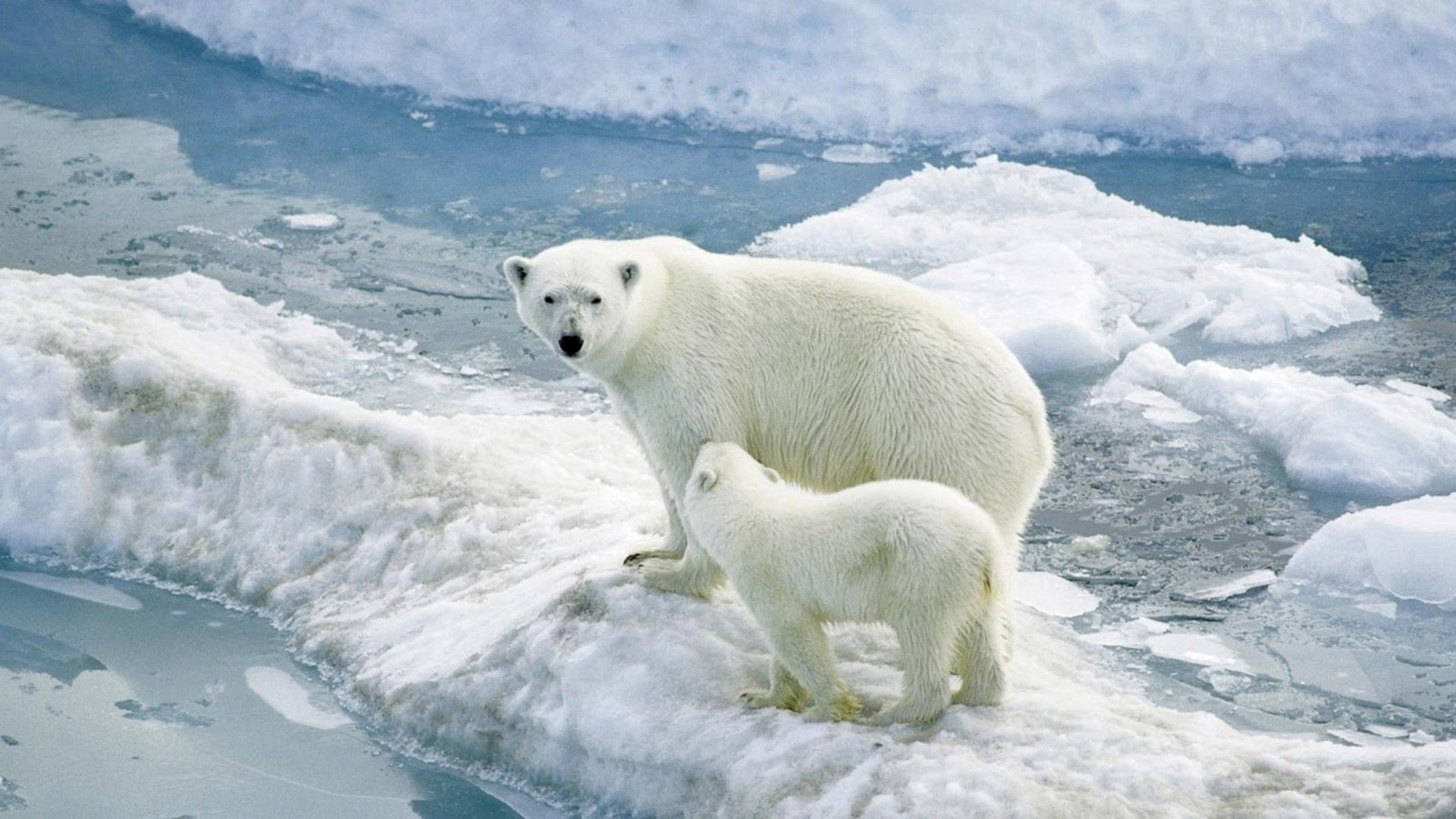 72713 télécharger l'image glacier, animaux, jeune, joey, des ours blancs, ours polaires - fonds d'écran et économiseurs d'écran gratuits