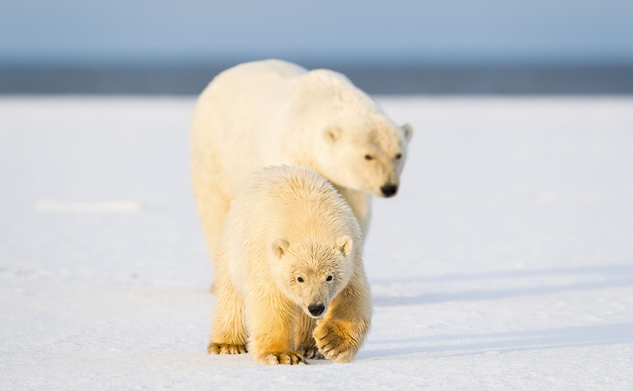 Download mobile wallpaper Bears, Animal, Polar Bear, Baby Animal, Depth Of Field, Cub for free.