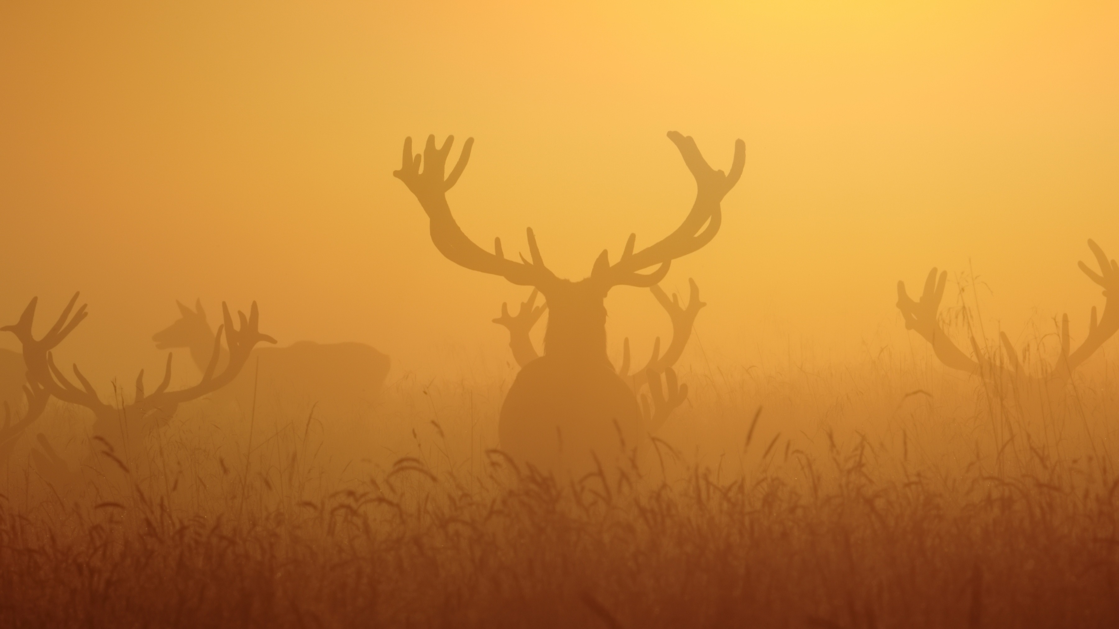 Download mobile wallpaper Silhouette, Fog, Animal, Deer for free.
