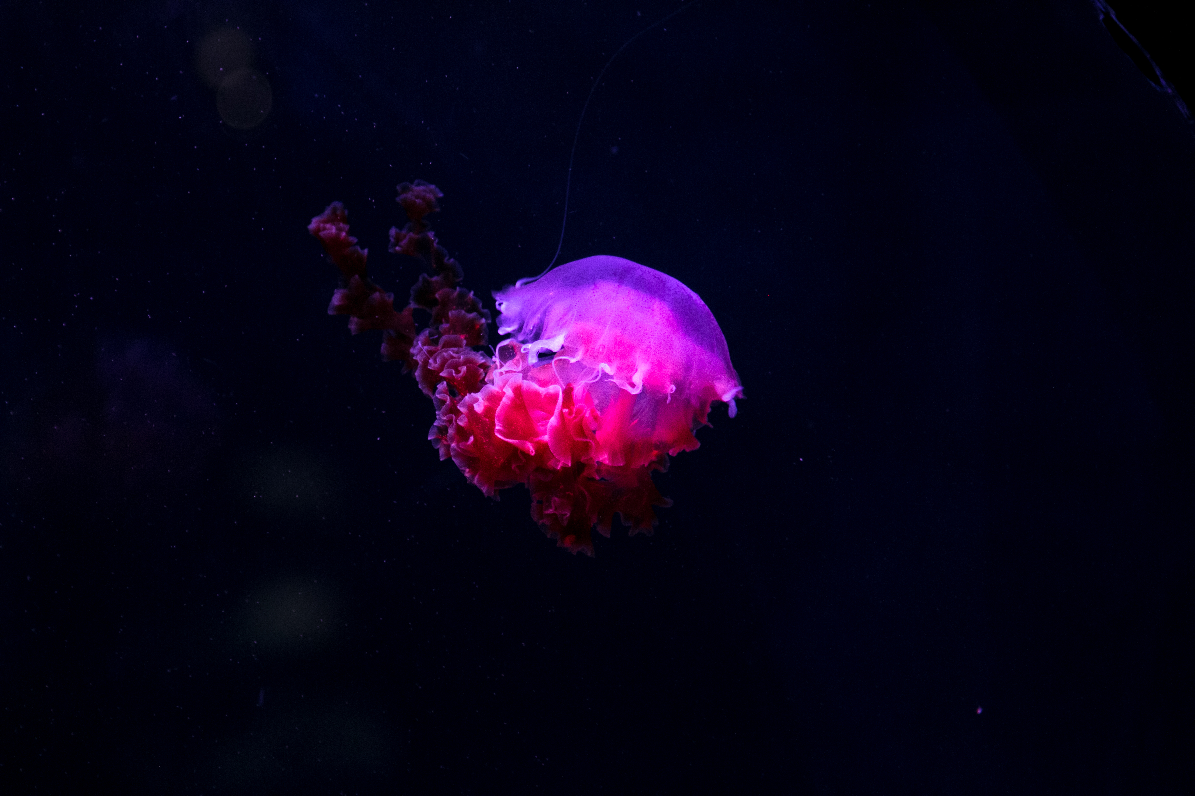Download mobile wallpaper Jellyfish, Fishes, Animal, Purple, Underwater for free.