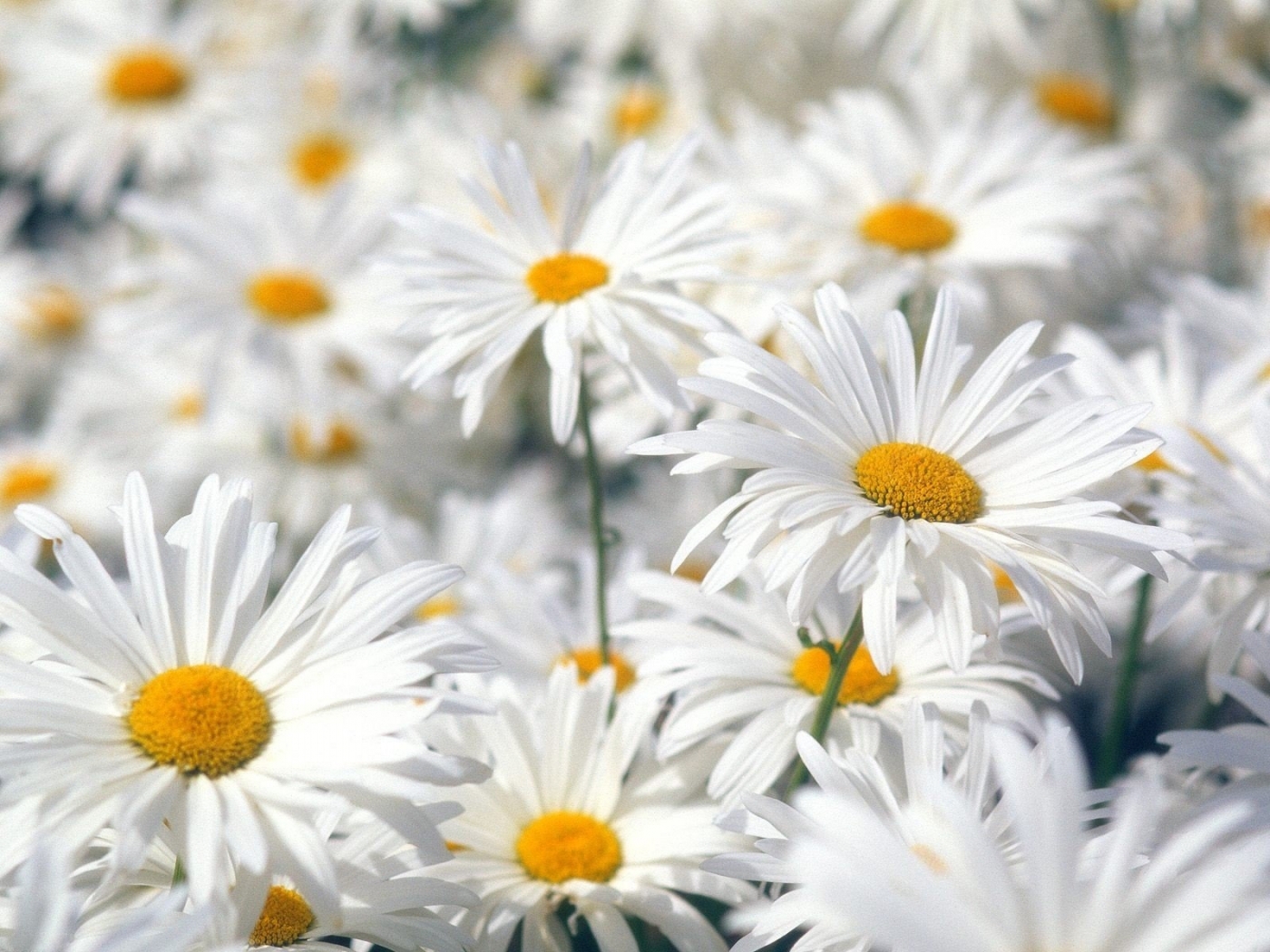Descarga gratis la imagen Plantas, Flores, Camomila en el escritorio de tu PC