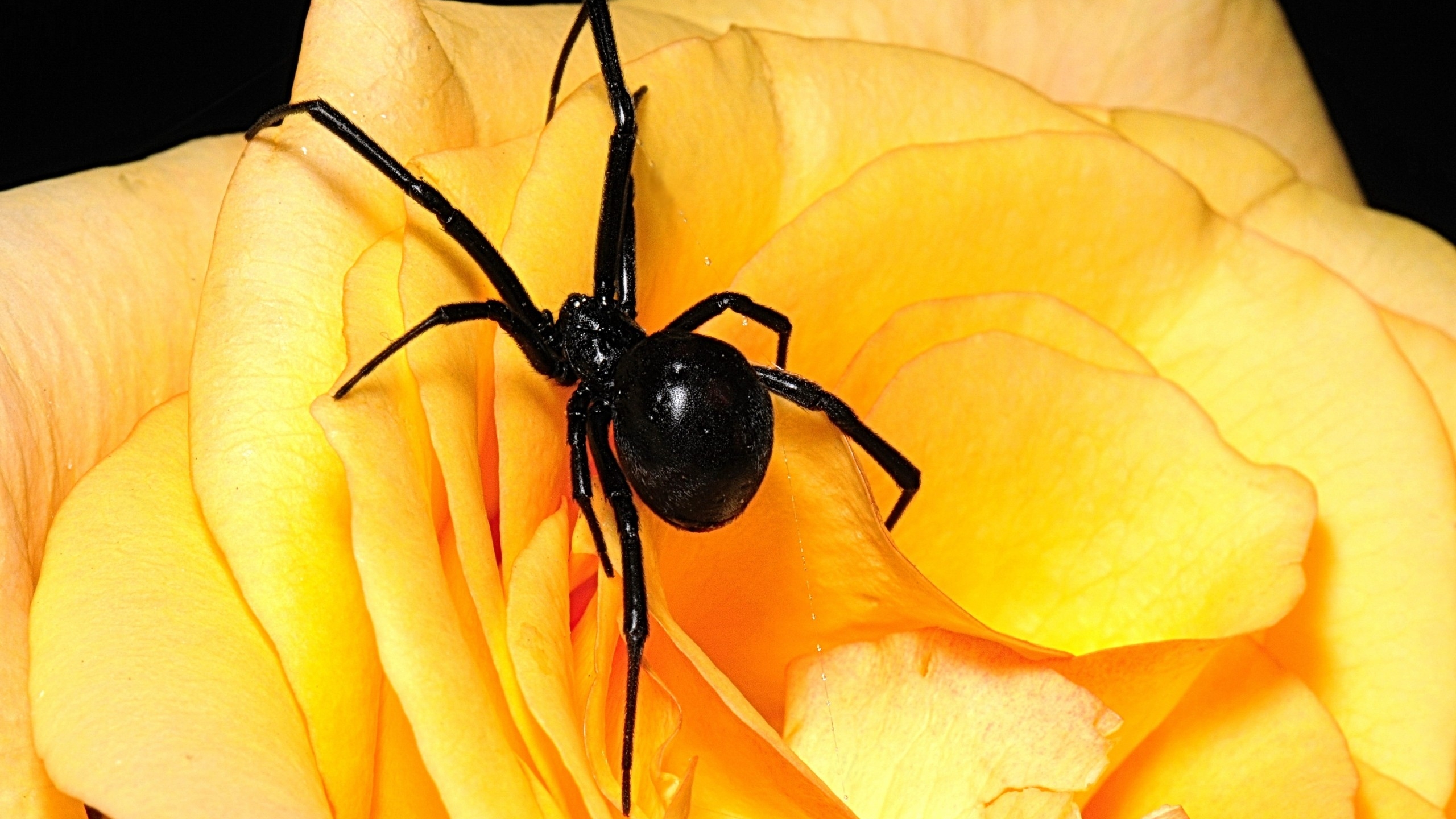 Handy-Wallpaper Spinnen, Spinne, Tiere kostenlos herunterladen.