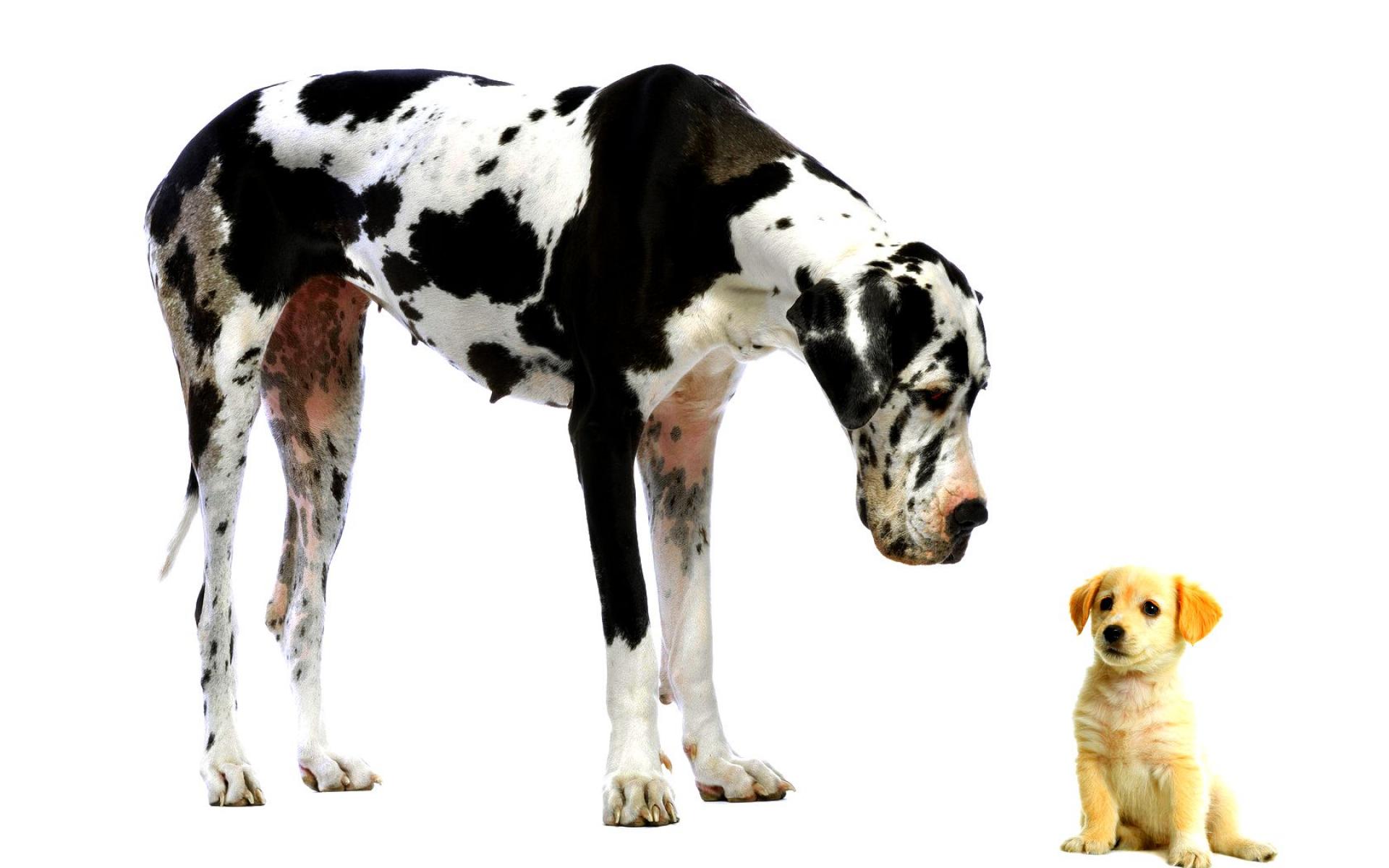 1500635 скачать картинку животные, собака, милый, немецкий дог, лабрадор ретривер, щенок - обои и заставки бесплатно