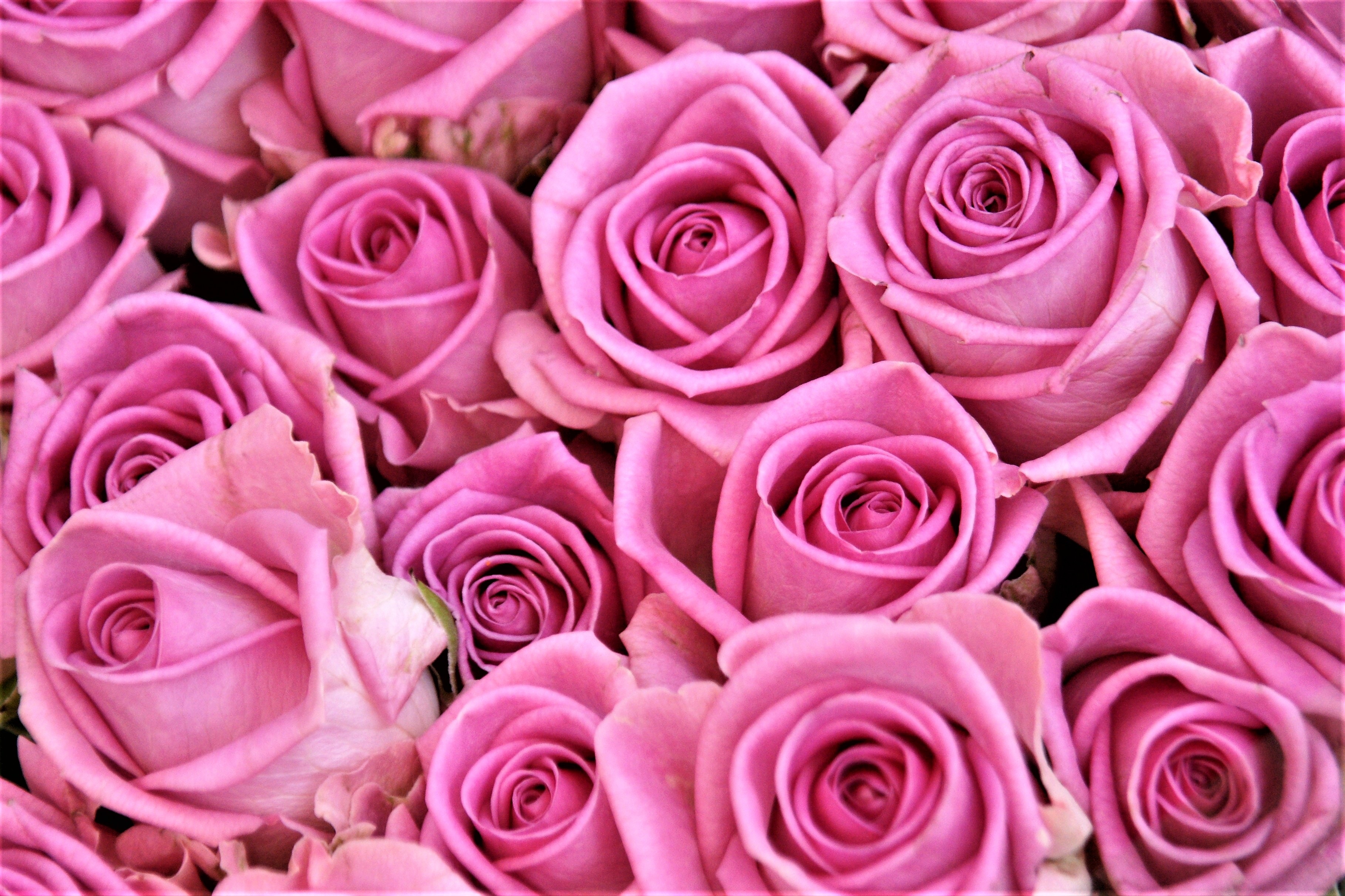Скачать обои бесплатно Розовый, Цветы, Розы, Бутоны, Букет картинка на рабочий стол ПК