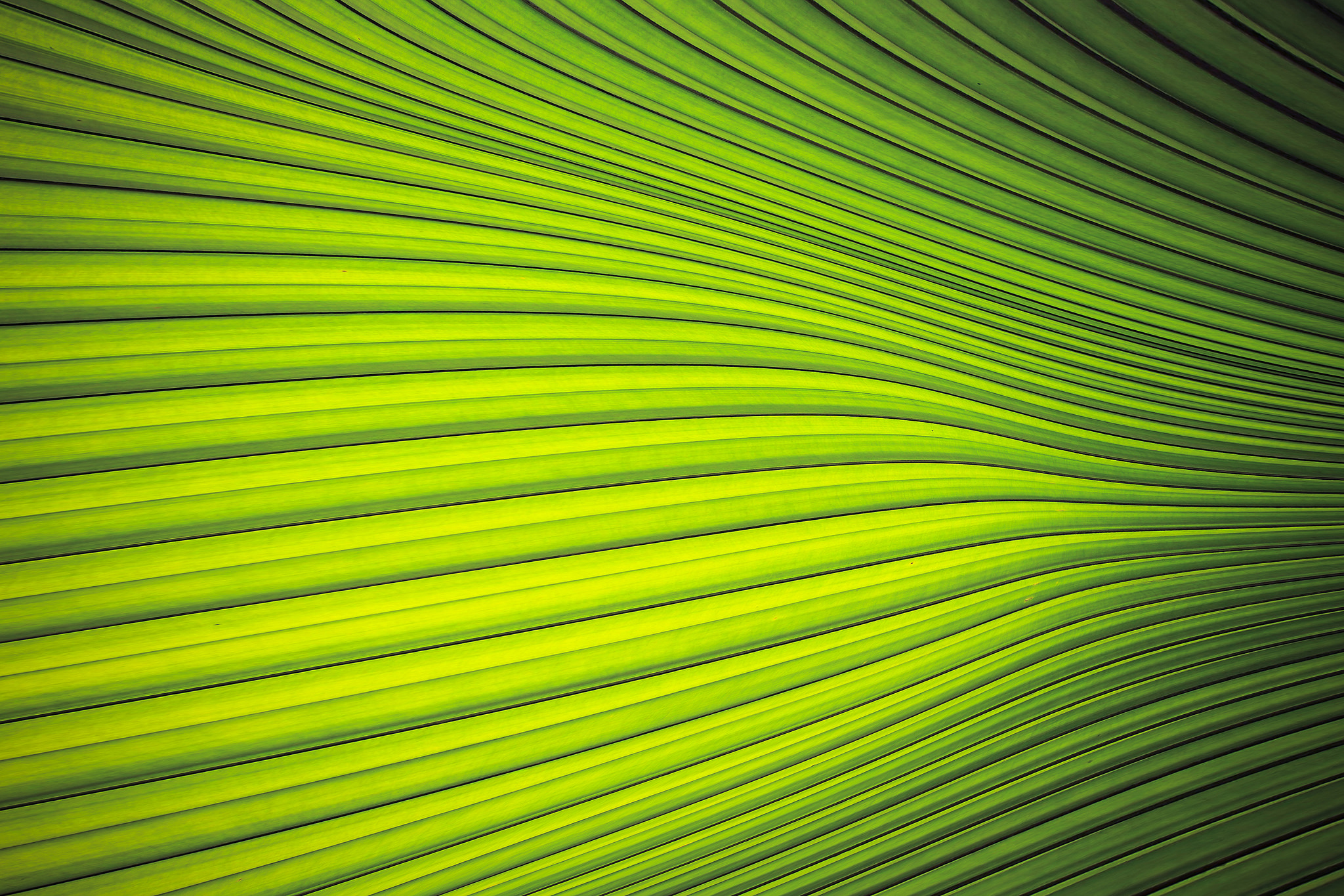 Download mobile wallpaper Nature, Macro, Lines, Leaf, Earth for free.