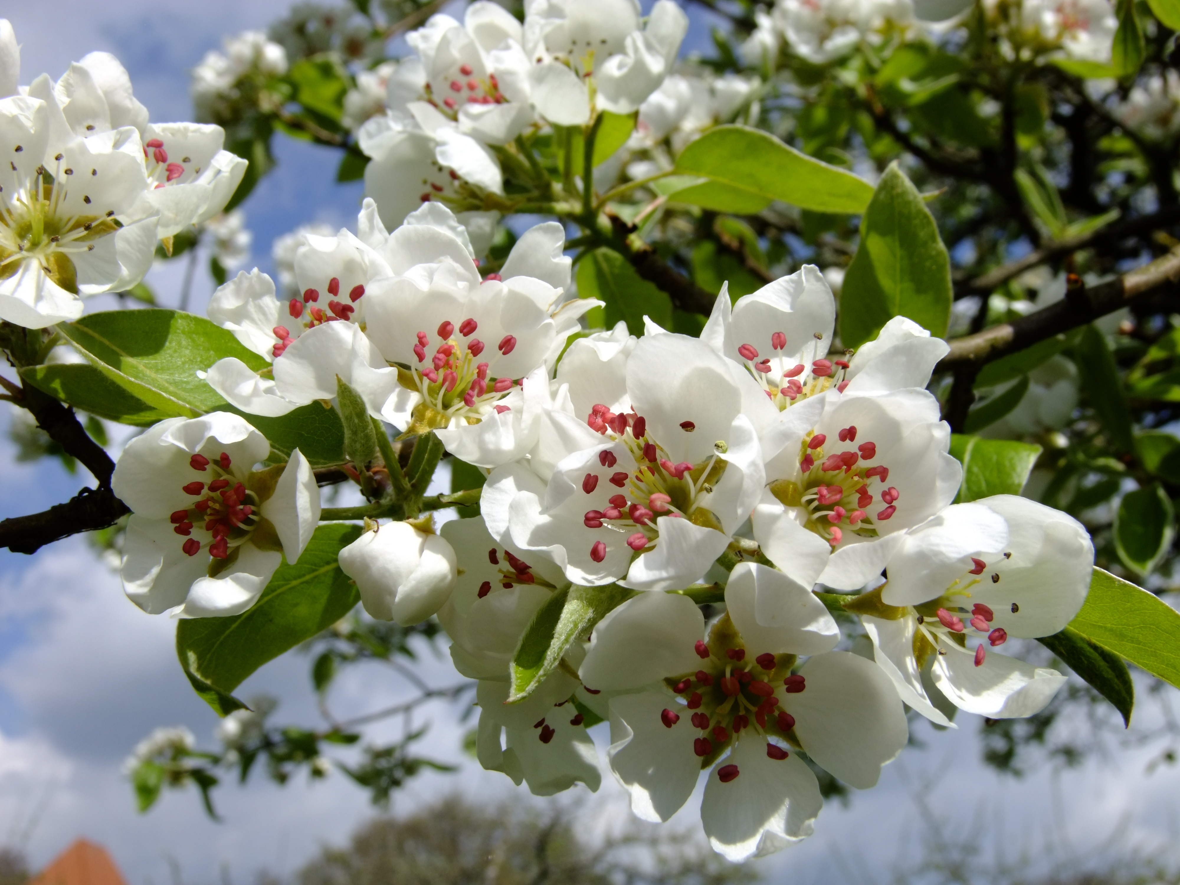 Free download wallpaper Flowering, Branch, Flowers, Bloom, Spring on your PC desktop
