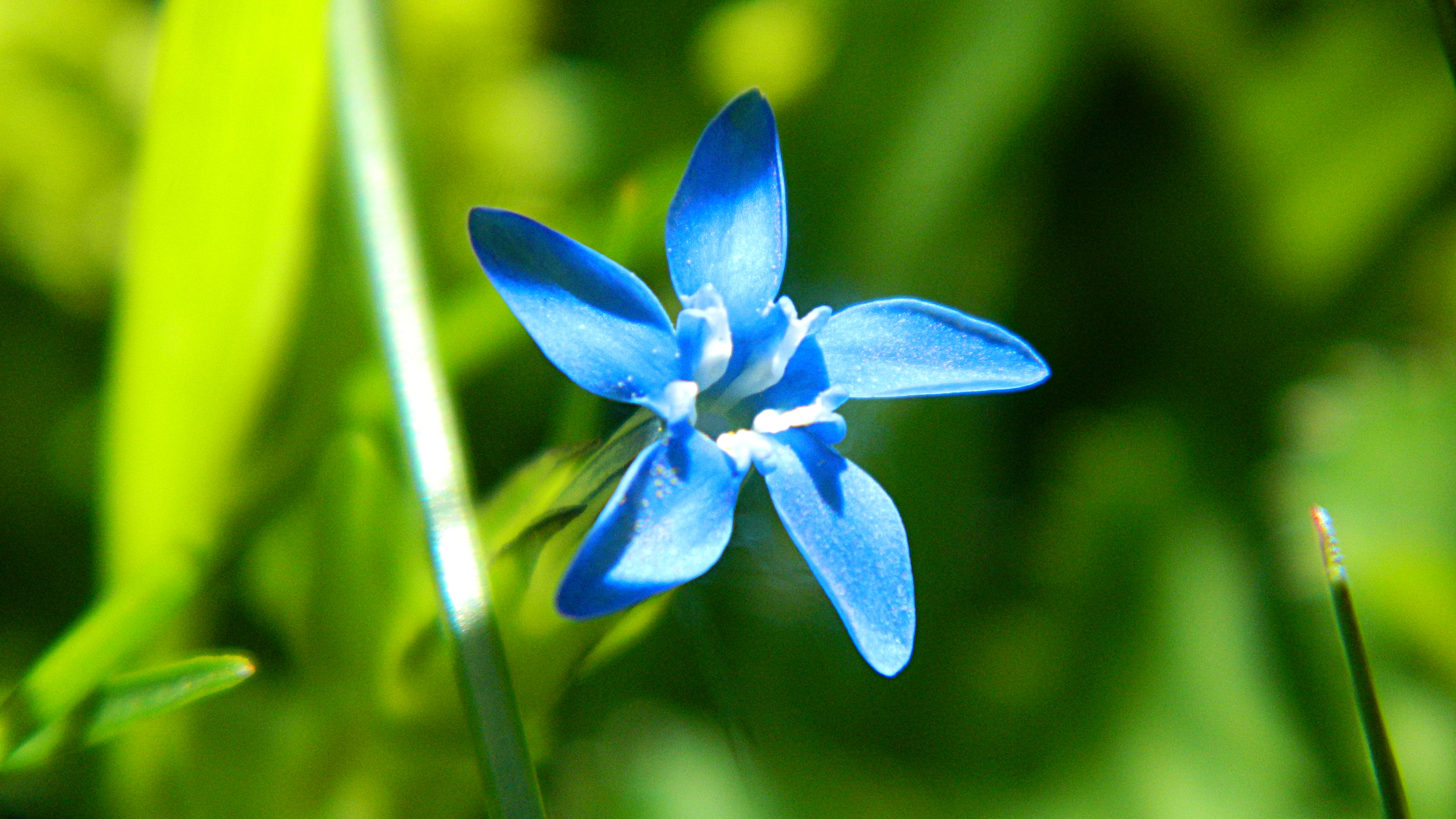 PCデスクトップに自然, フラワーズ, 花, 地球, 青い花画像を無料でダウンロード