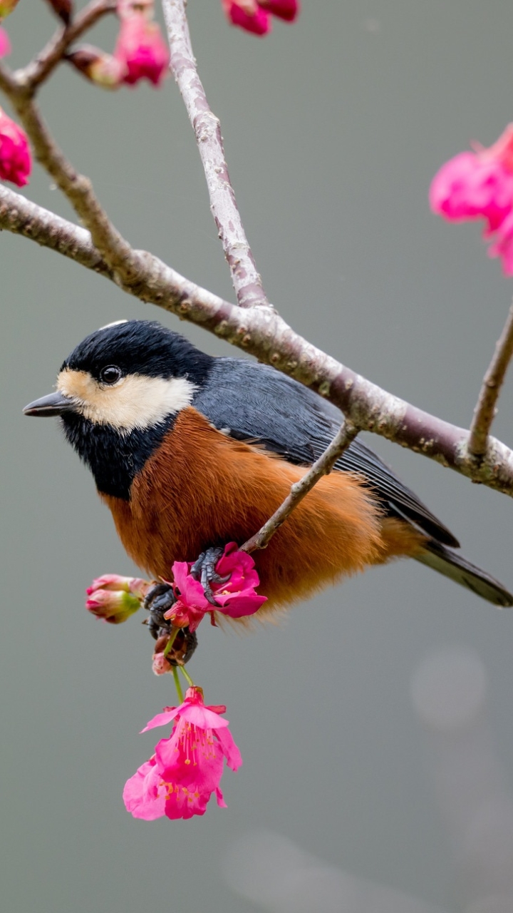 Download mobile wallpaper Birds, Bird, Animal, Titmouse, Pink Flower for free.