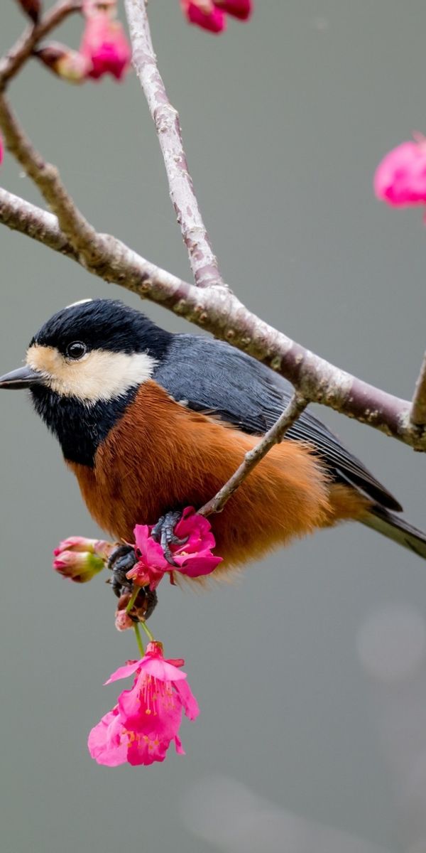 Phone wallpaper: Animal, Titmouse, Bird, Pink Flower, Birds 1173562