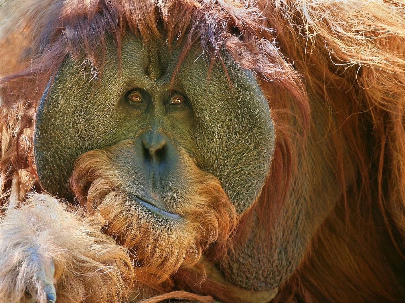 Descarga gratis la imagen Monos, Animales en el escritorio de tu PC