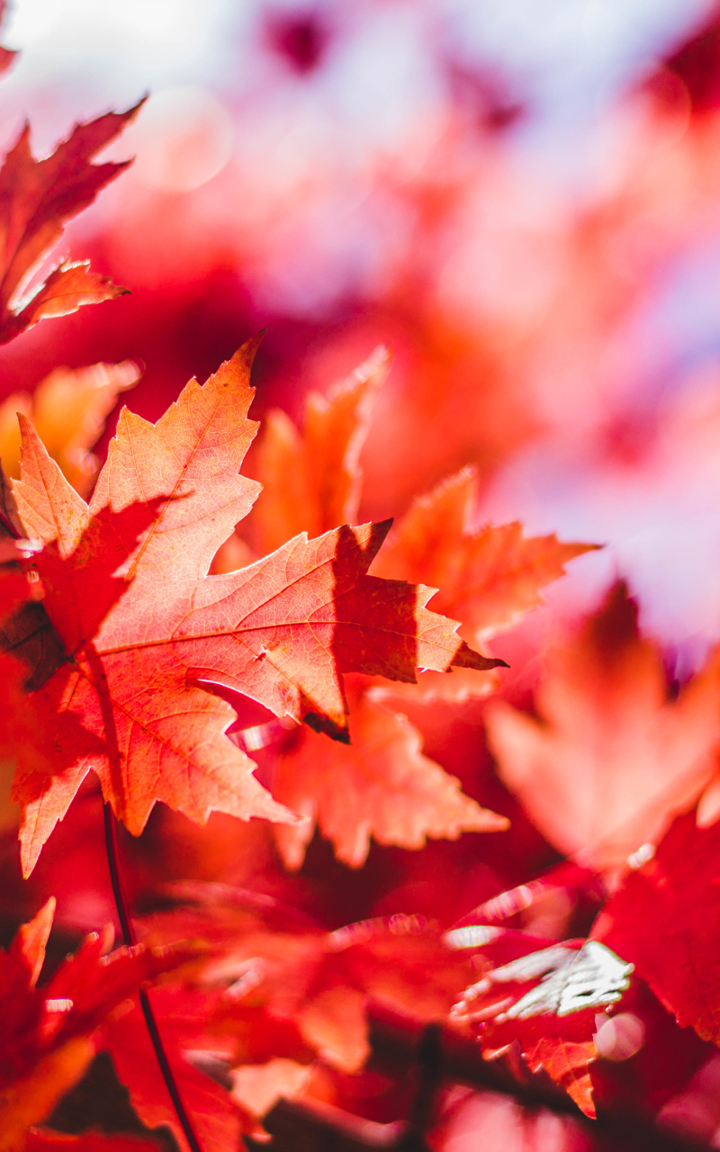 Download mobile wallpaper Nature, Leaf, Fall, Earth, Bokeh, Maple Leaf for free.