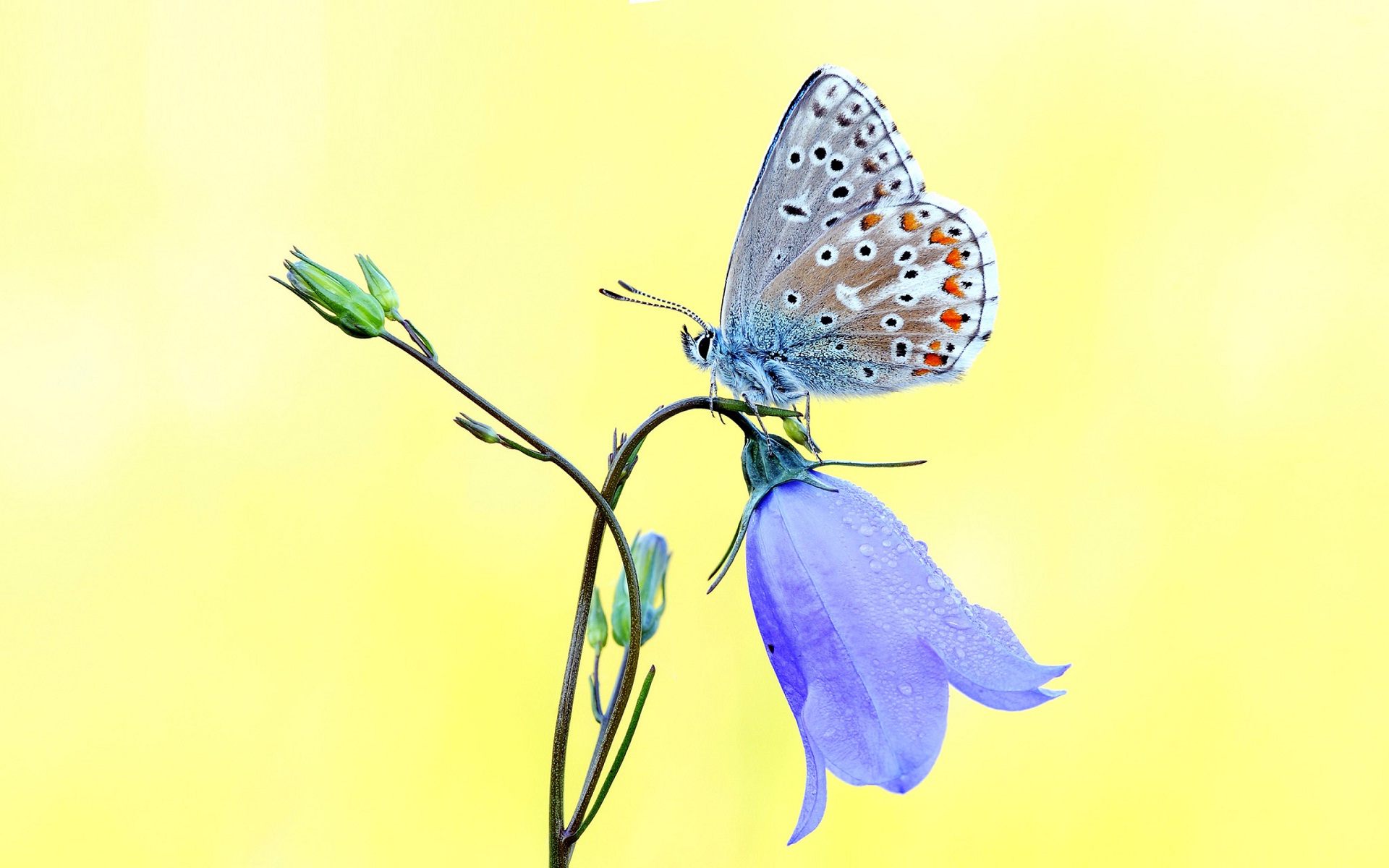 Скачать картинку Животные, Цветок, Бабочка, Колокольчик, Макрос, Синий Цветок в телефон бесплатно.