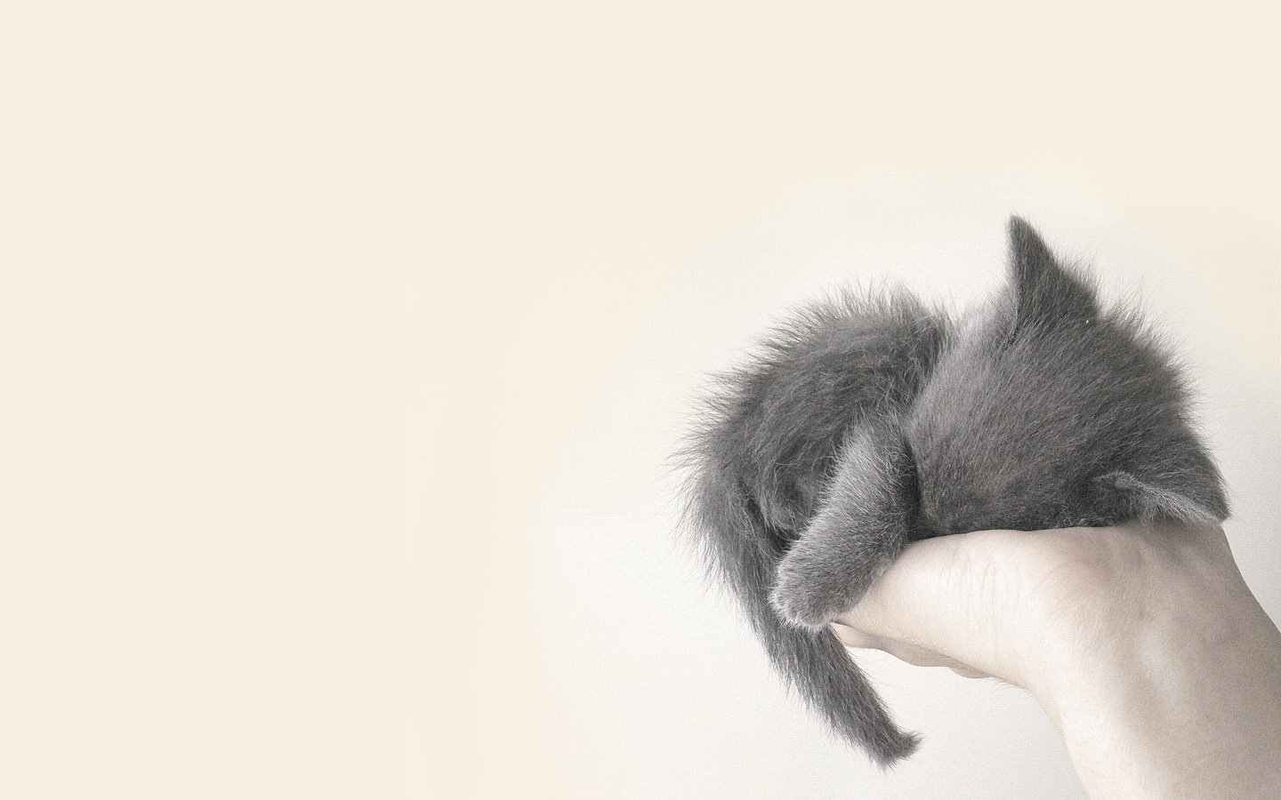 cat, animal, kitten HD wallpaper