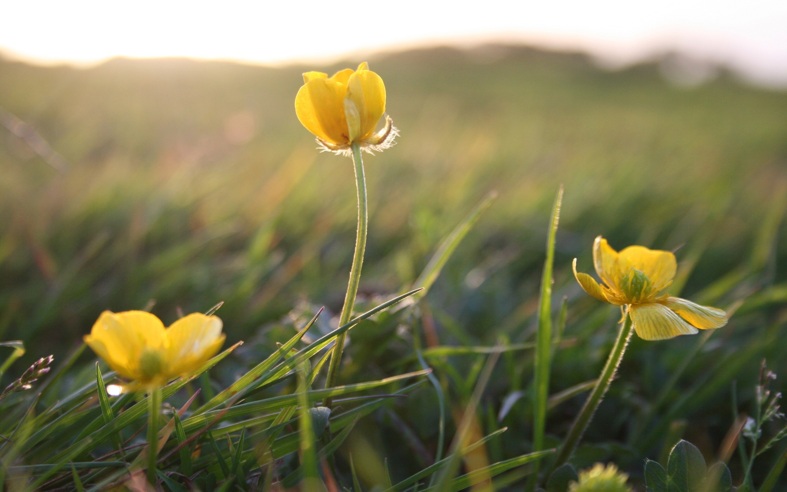 Free download wallpaper Flowers, Flower, Earth on your PC desktop