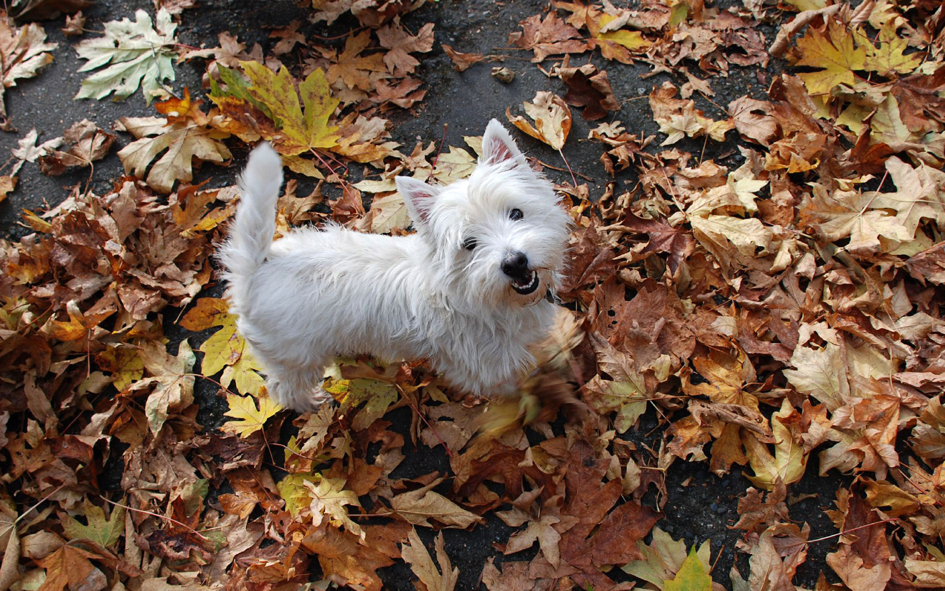 Descarga gratuita de fondo de pantalla para móvil de Animales, Perros, Perro.