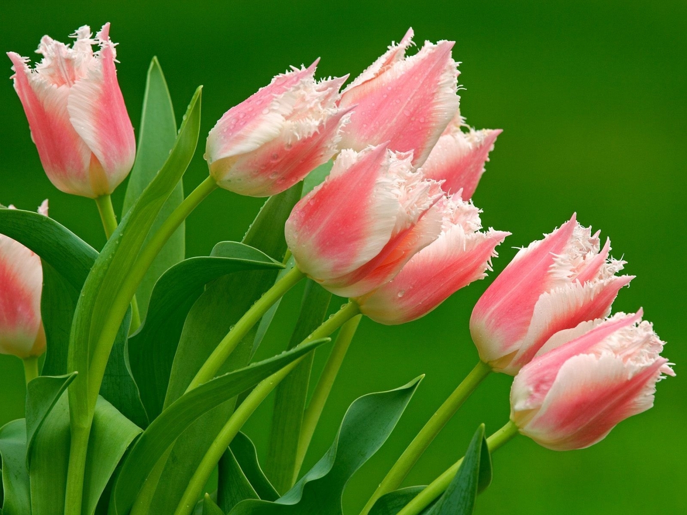 29724 скачать картинку тюльпаны, цветы, растения, зеленые - обои и заставки бесплатно