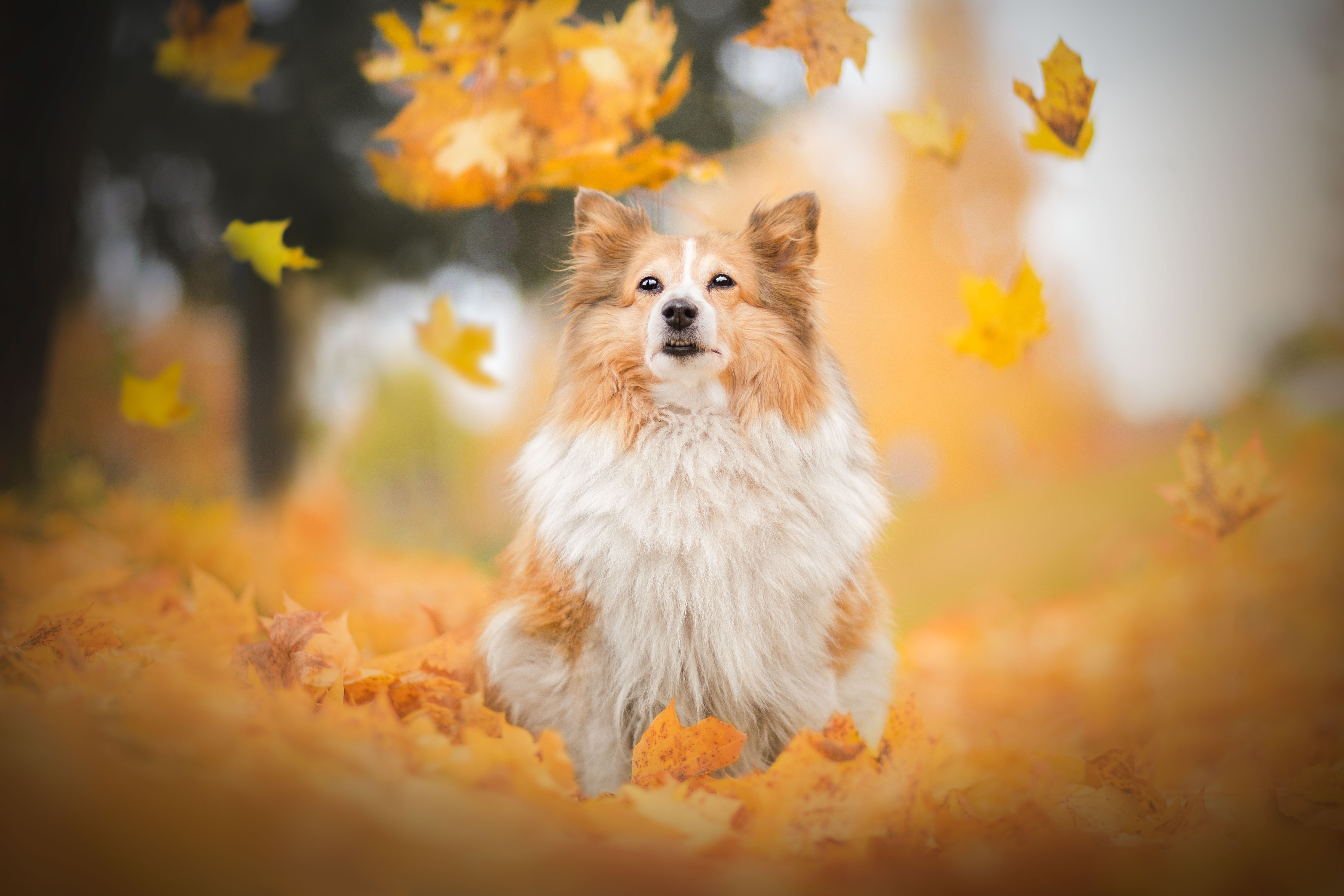 Handy-Wallpaper Tiere, Hunde, Herbst, Hund, Blatt, Shetland Schäferhund, Tiefenschärfe kostenlos herunterladen.
