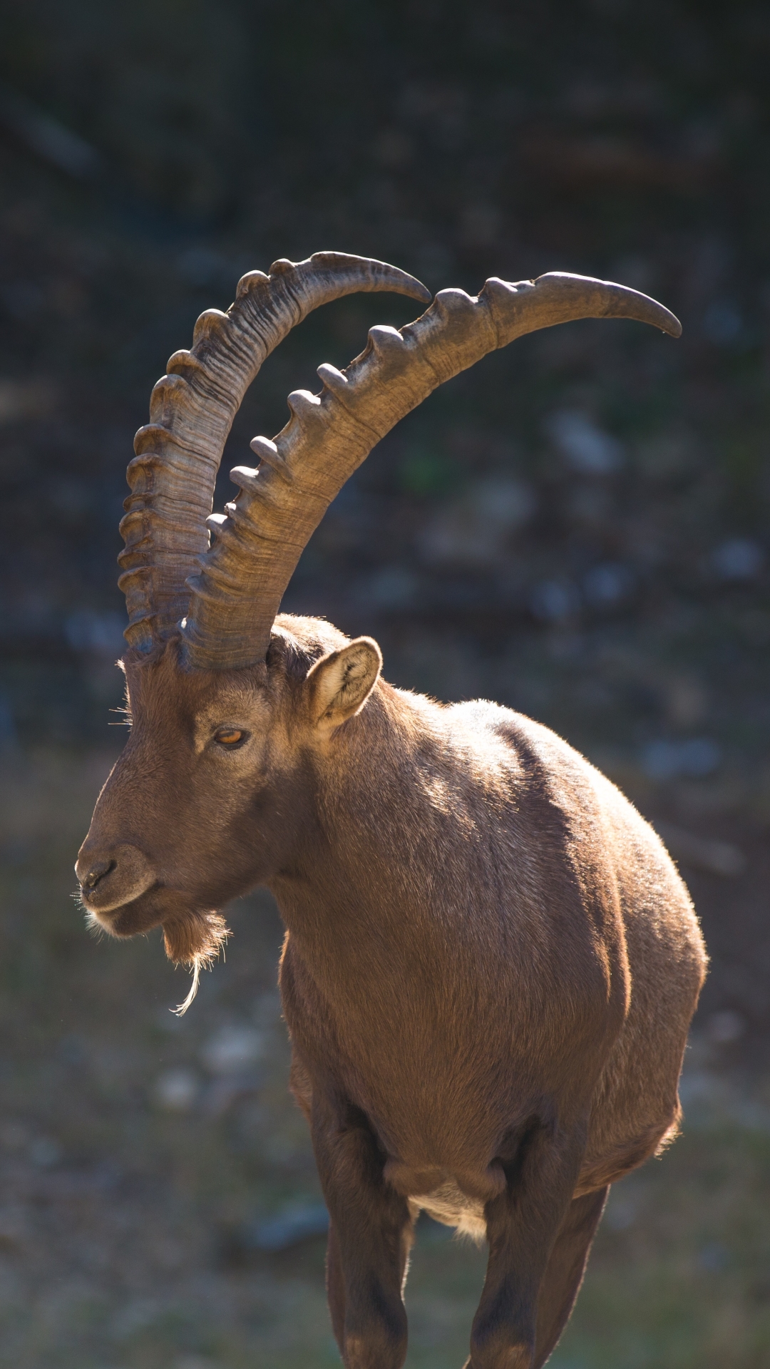 goat, animal, alpine ibex