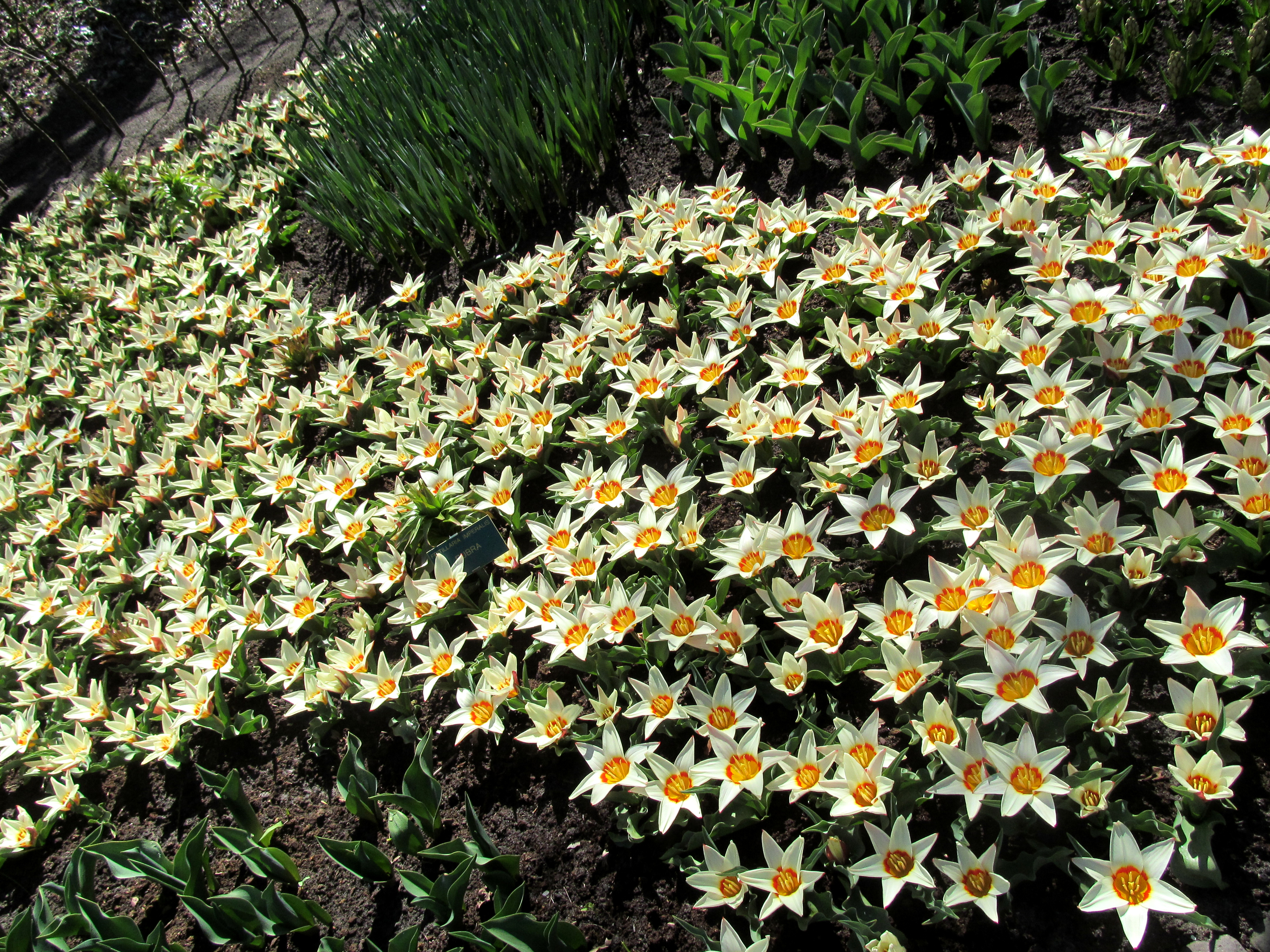 Baixar papel de parede para celular de Flores, Flor, Tulipa, Flor Branca, Terra/natureza gratuito.