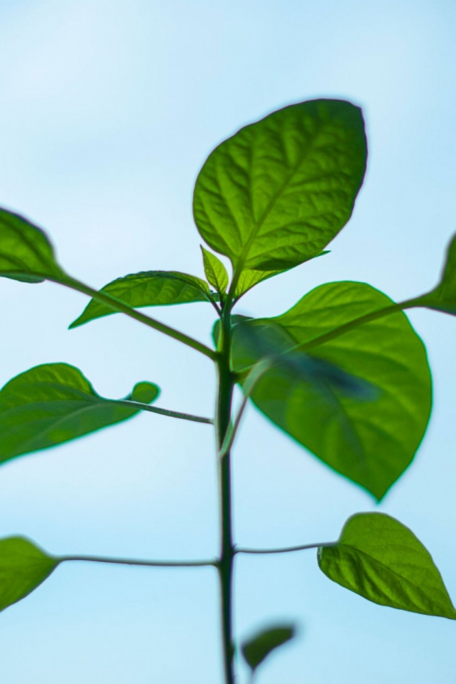 Descarga gratuita de fondo de pantalla para móvil de Naturaleza, Planta, Hoja, Tierra, Tierra/naturaleza.