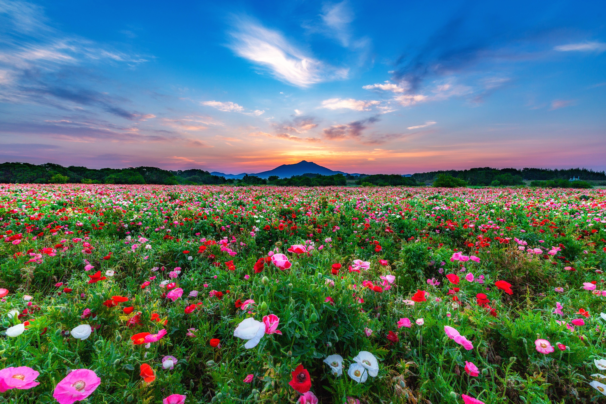 Laden Sie das Landschaft, Natur, Blume, Wiese, Weiße Blume, Rote Blume, Erde/natur, Pinke Blume-Bild kostenlos auf Ihren PC-Desktop herunter
