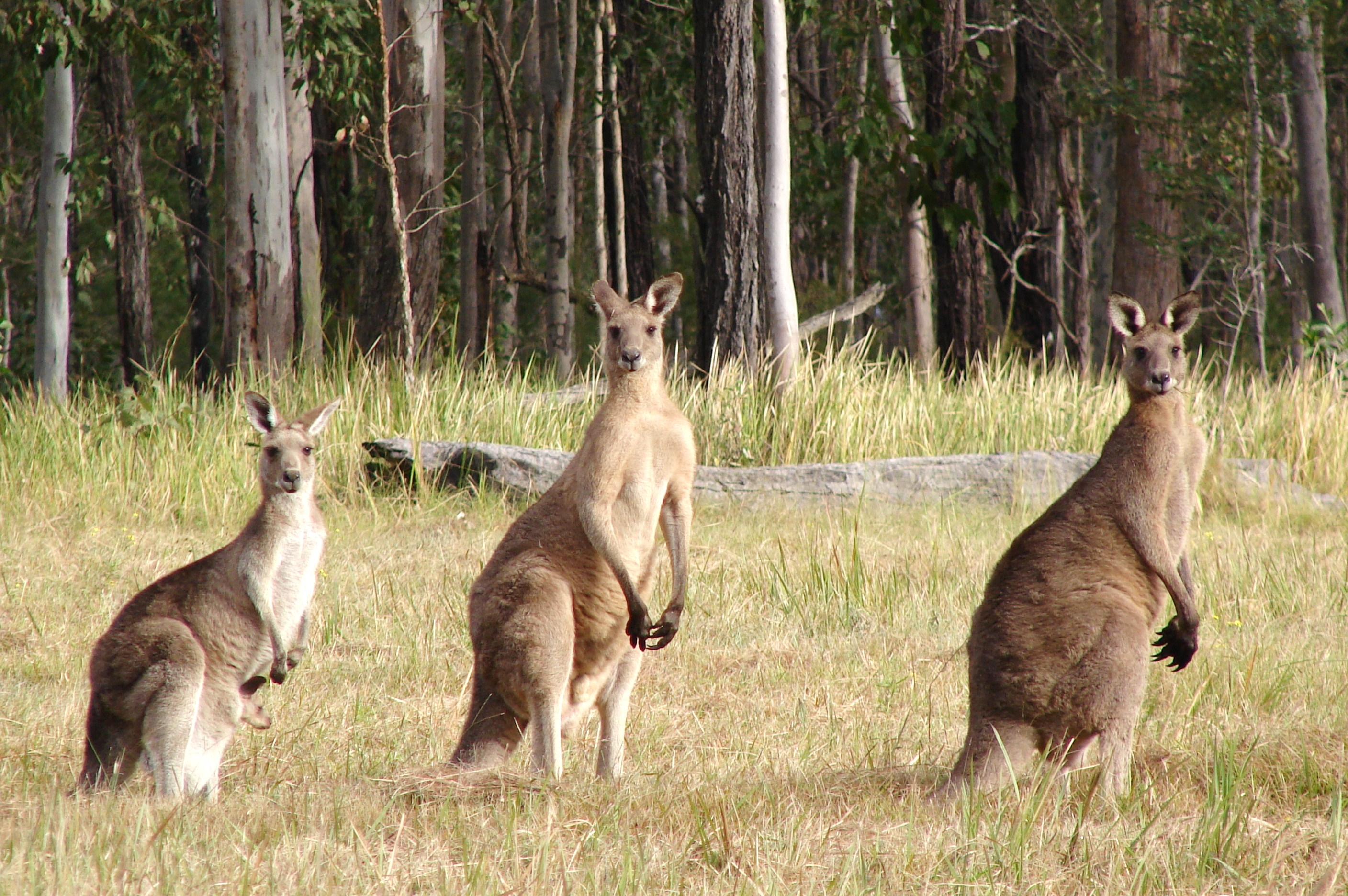 117179 скачать обои кенгуру, трое, животные, поле - заставки и картинки бесплатно