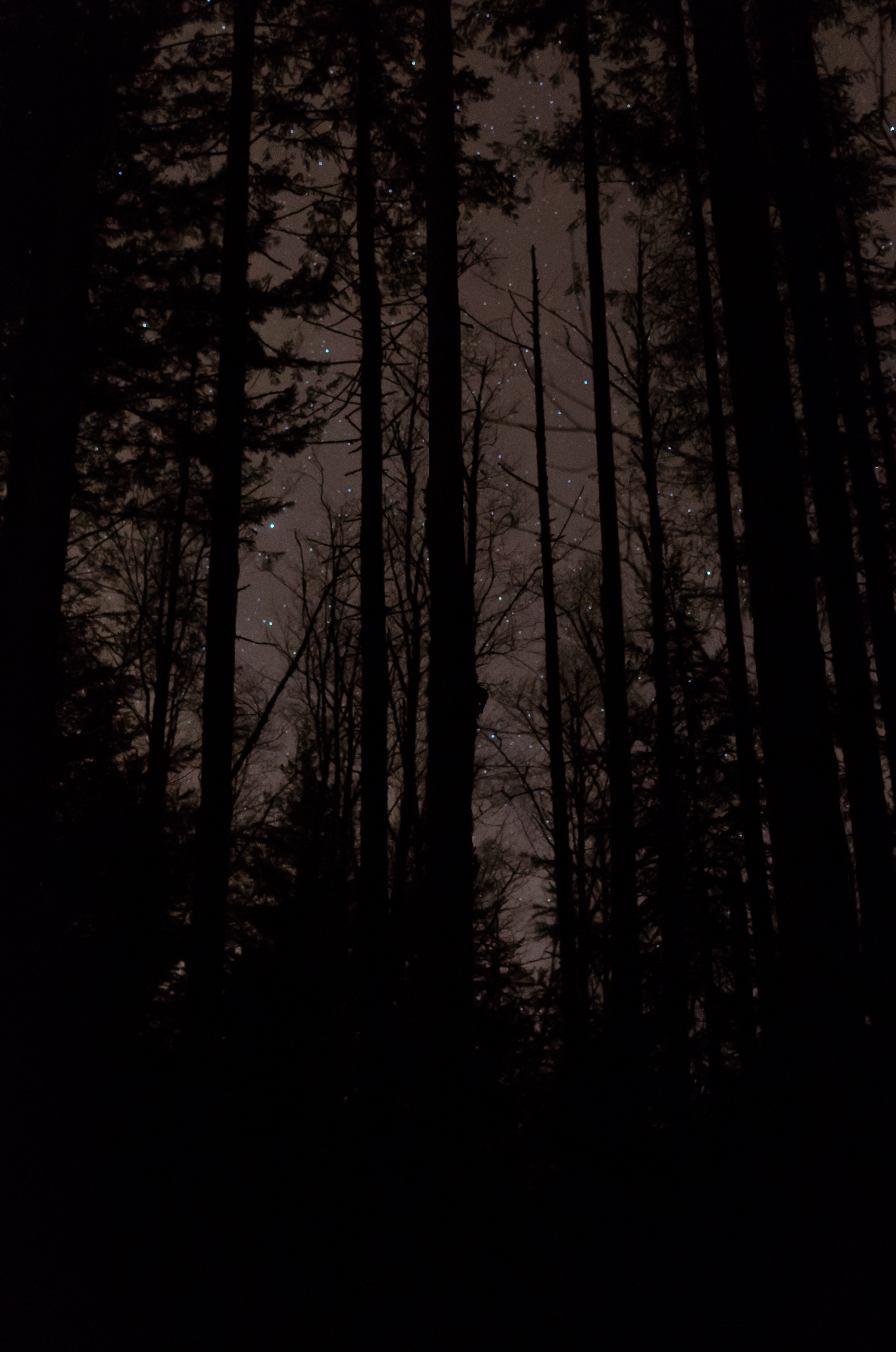 Скачать картинку Деревья, Ночь, Звезды, Темный, Темные в телефон бесплатно.