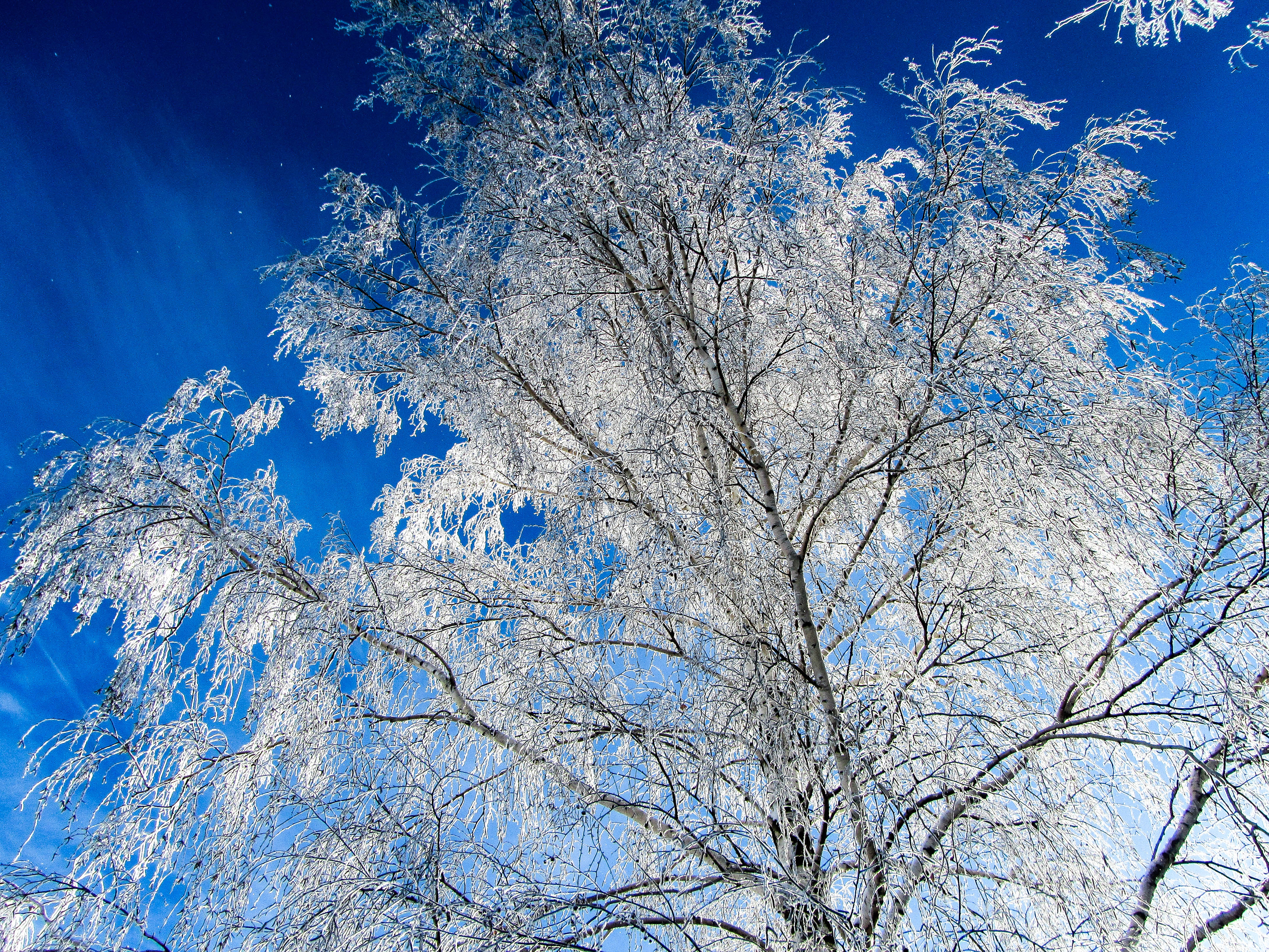 Скачать картинку Зима, Небо, Облака, Снег, Дерево, Земля/природа в телефон бесплатно.