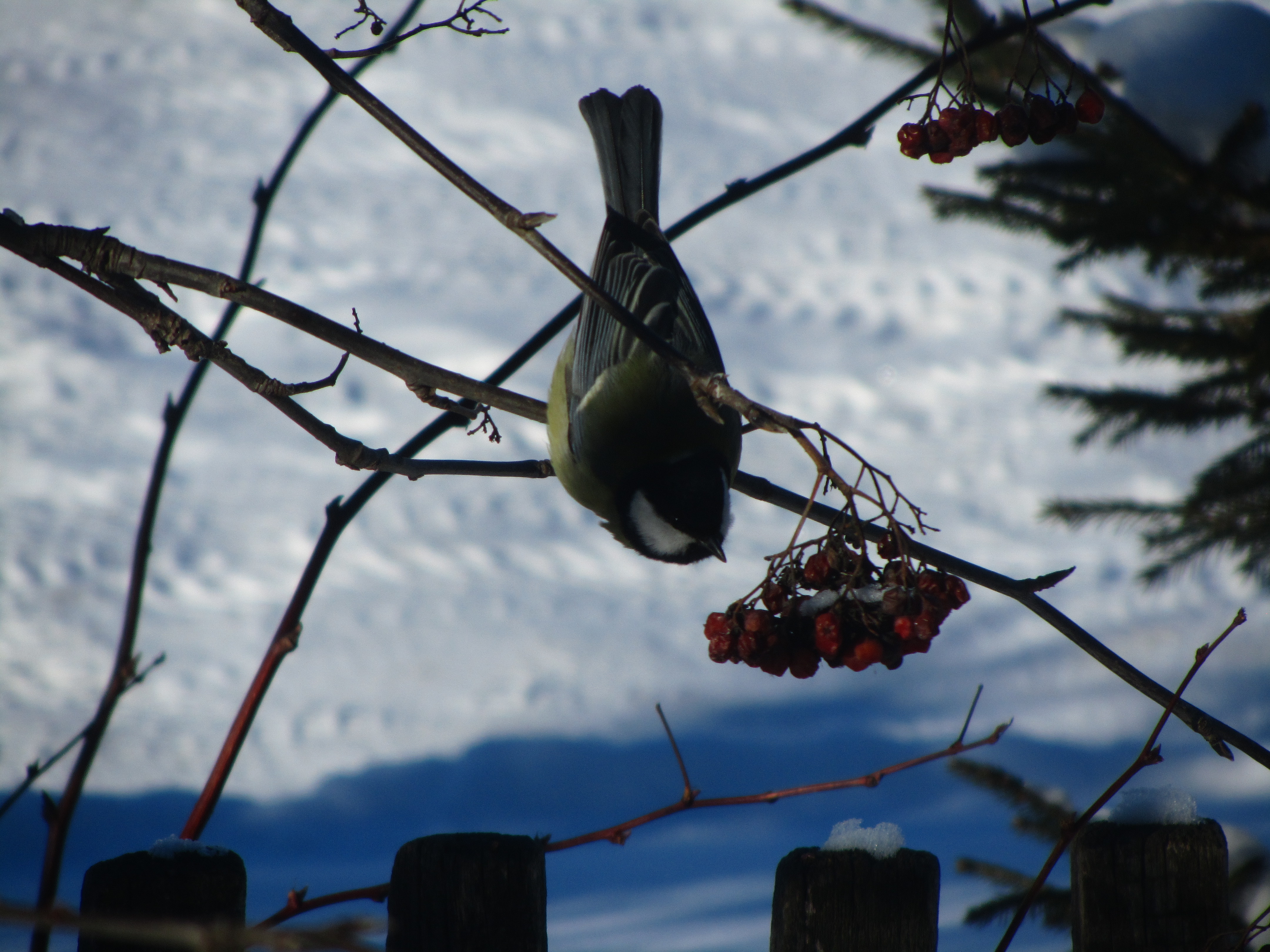 Handy-Wallpaper Tiere, Vogel kostenlos herunterladen.