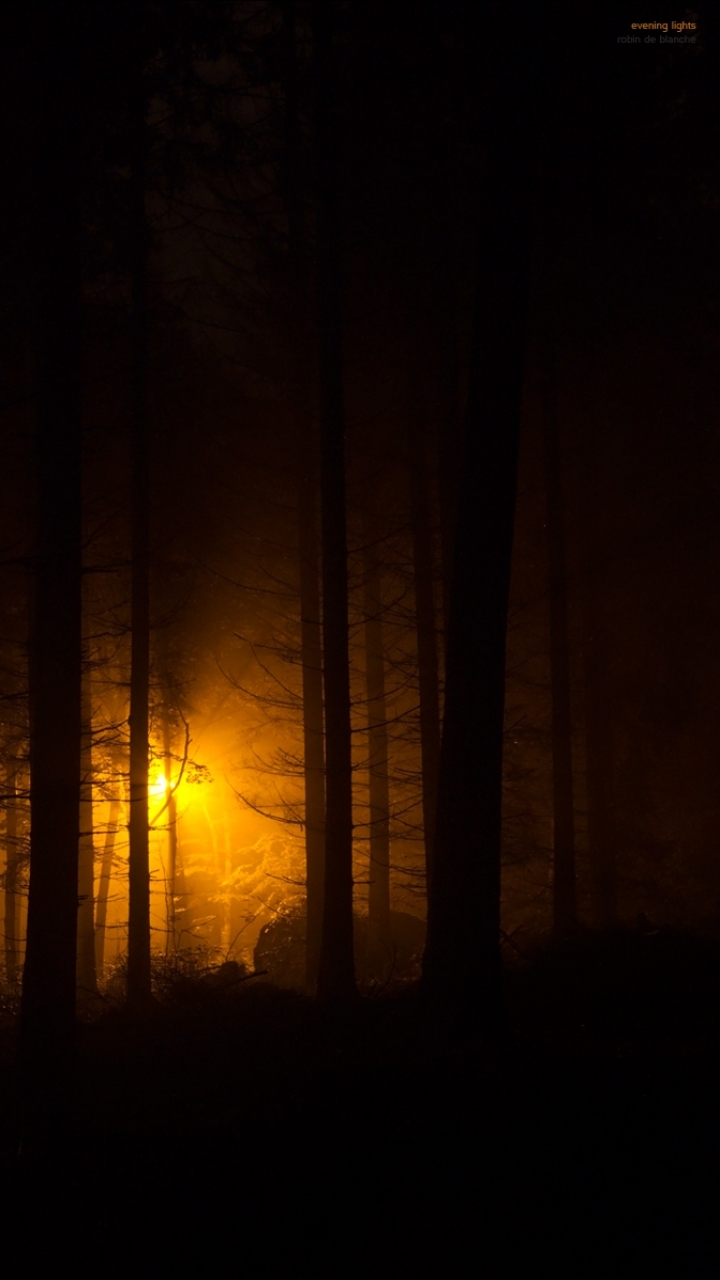 Download mobile wallpaper Dark, Forest for free.