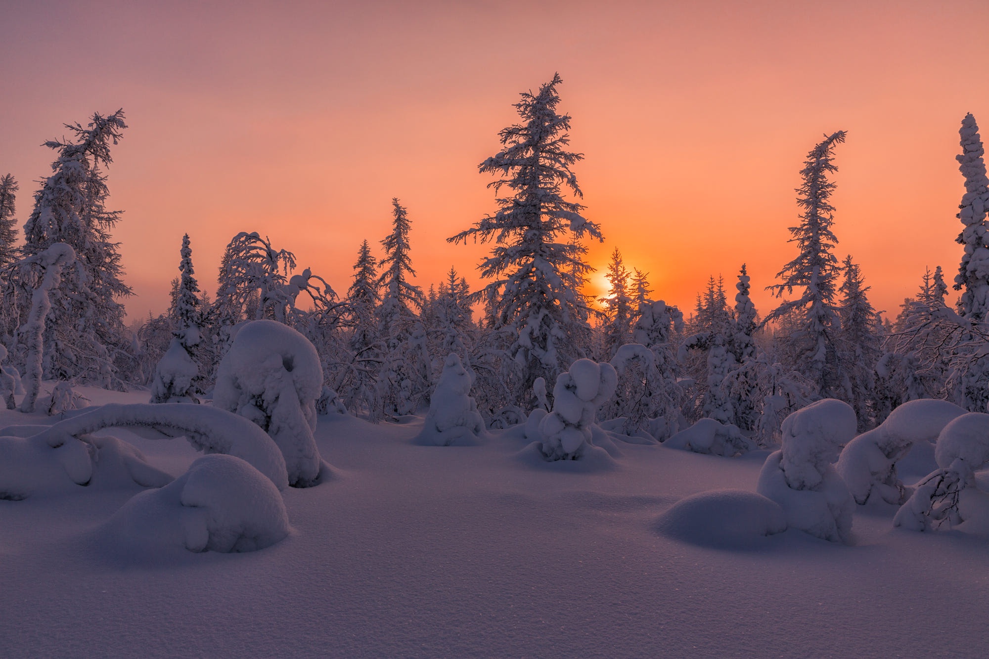 Descarga gratis la imagen Invierno, Naturaleza, Nieve, Bosque, Abeto, Atardecer, Tierra/naturaleza en el escritorio de tu PC