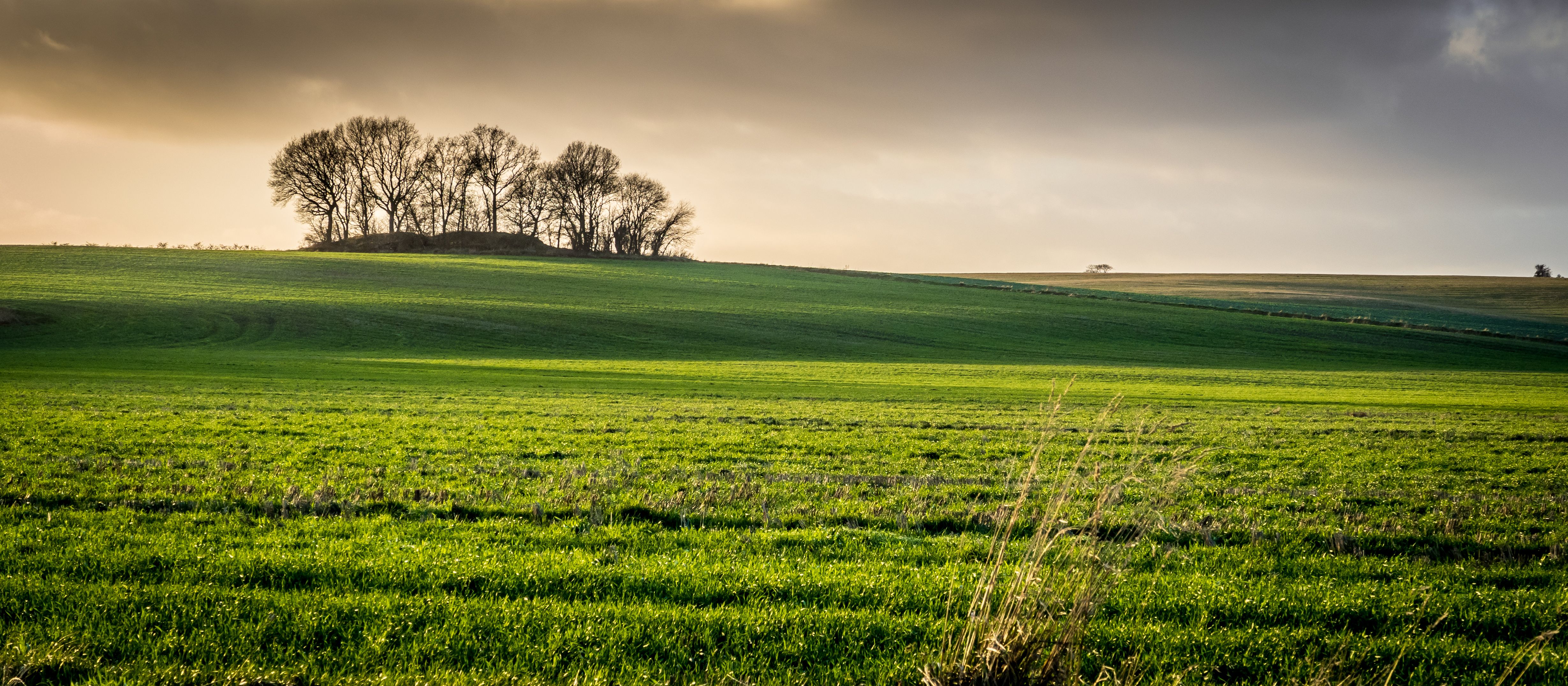 Free download wallpaper Landscape, Grass, Tree, Earth, Field, Meadow on your PC desktop
