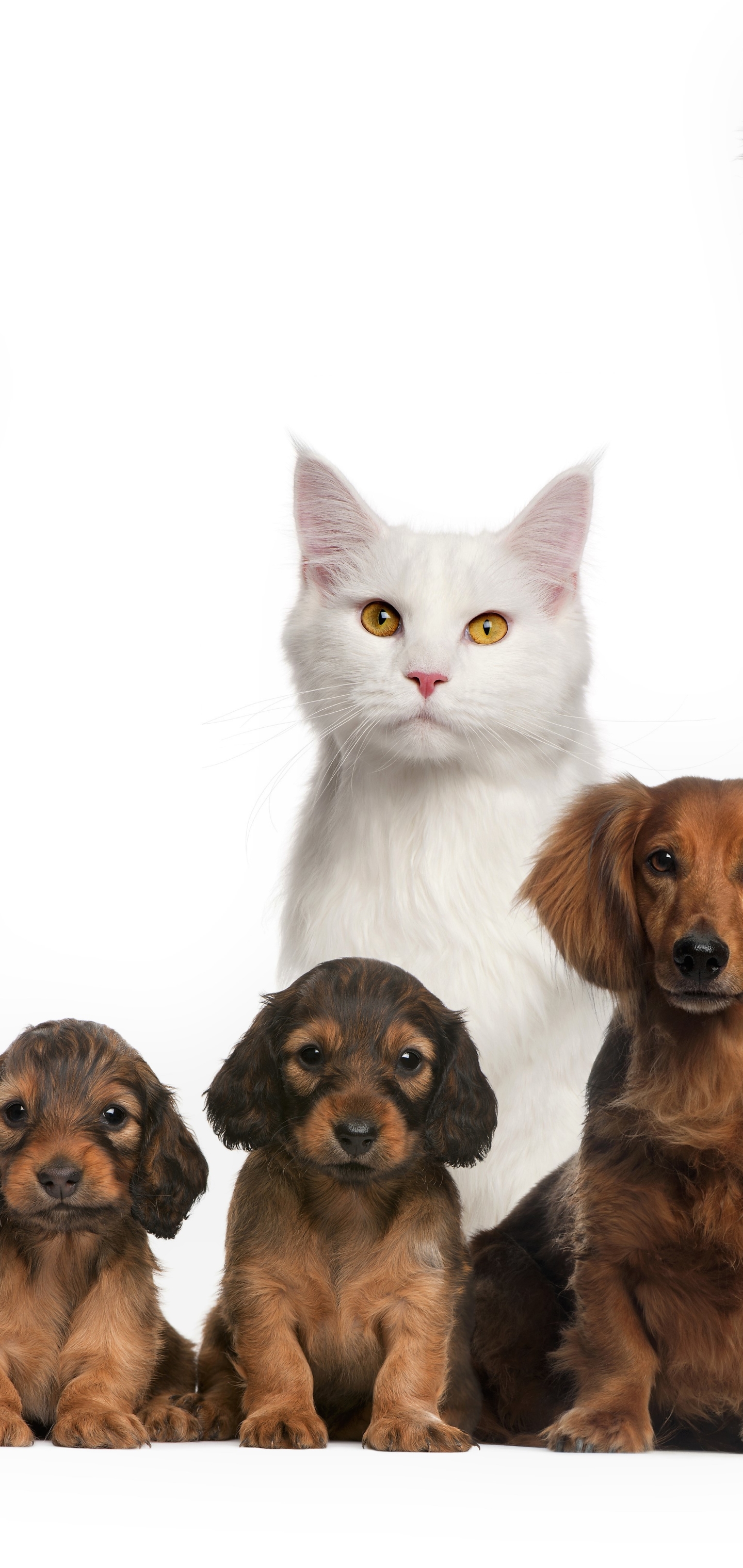 Descarga gratuita de fondo de pantalla para móvil de Animales, Gato, Perro, Lindo, Cachorro, Bebe Animal, Perro Y Gato.