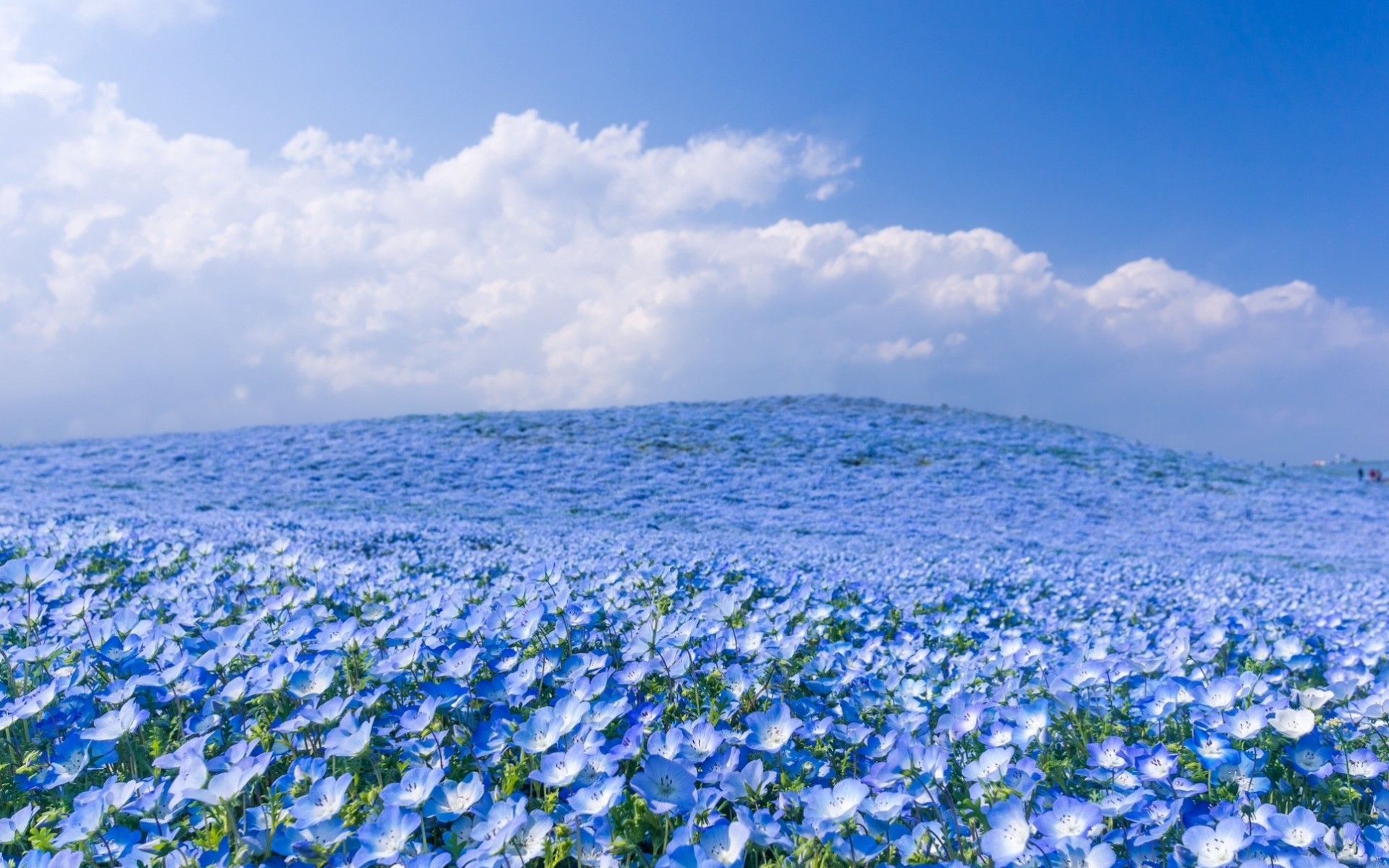 Download mobile wallpaper Nature, Flowers, Sky, Flower, Earth, Field, Cloud, Blue Flower for free.
