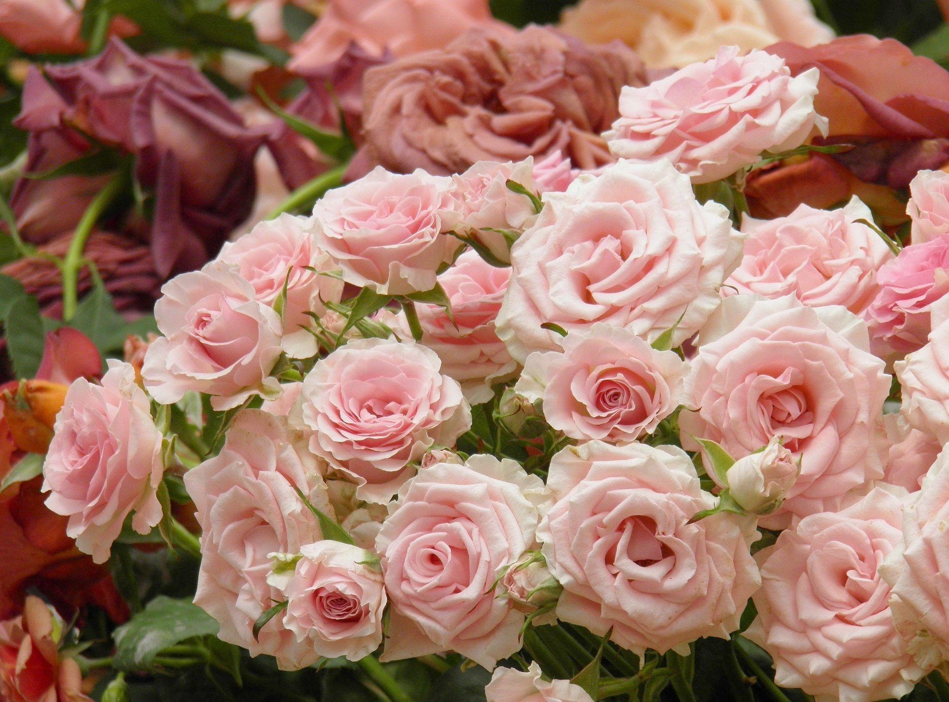 74617 скачать картинку бутоны, розы, розовые, цветы, много - обои и заставки бесплатно