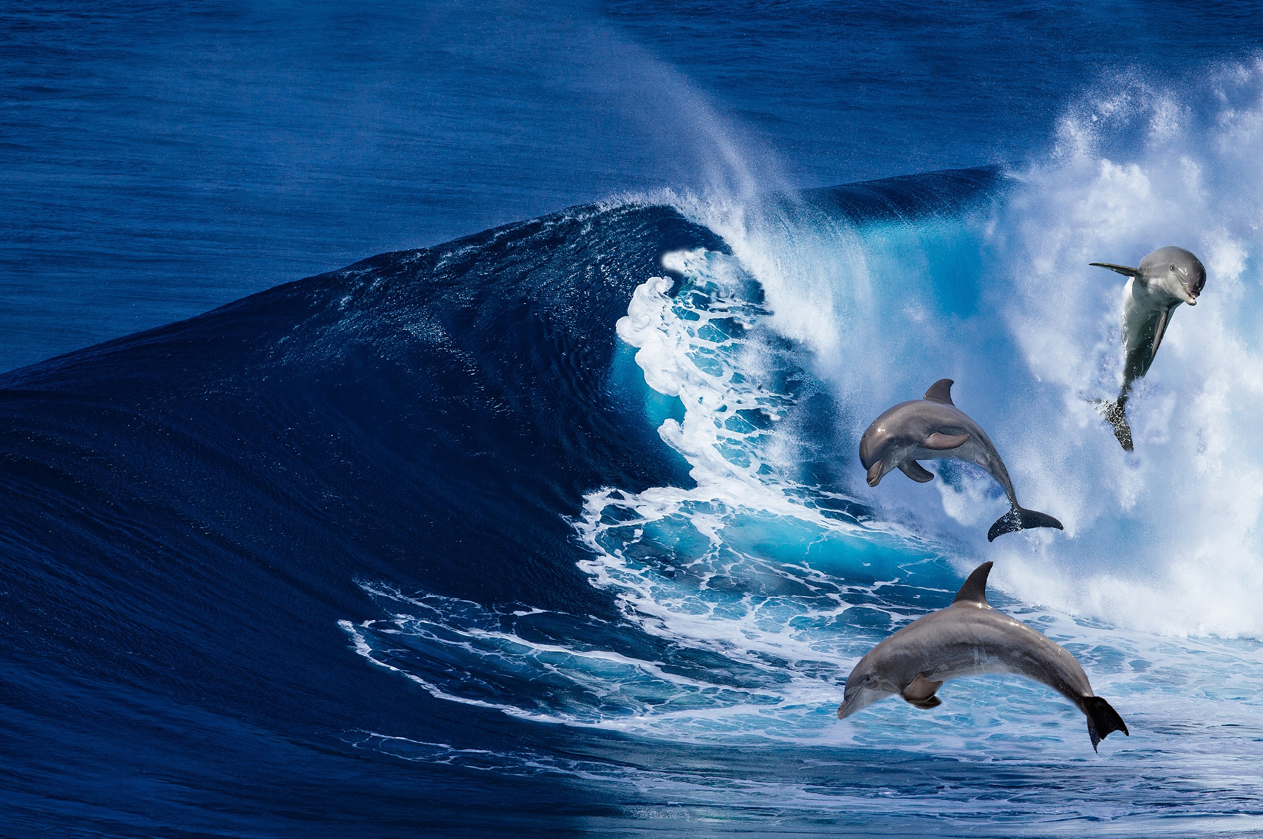 Free download wallpaper Sea, Animal, Dolphin, Wave on your PC desktop