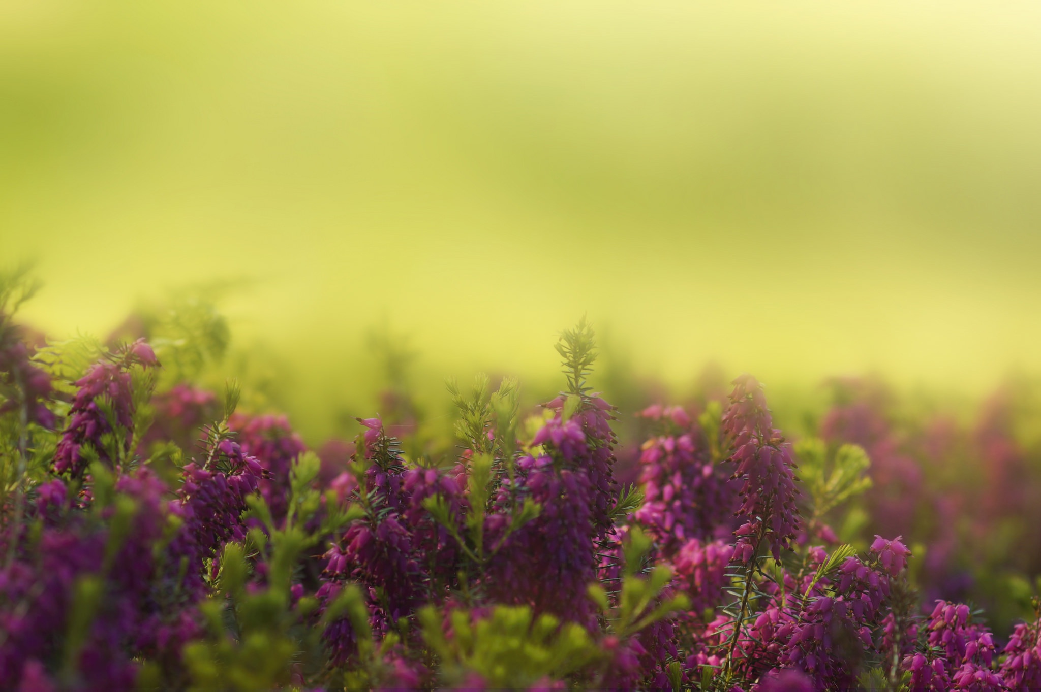 Free download wallpaper Nature, Flowers, Hyacinth, Flower, Blur, Earth, Purple Flower on your PC desktop