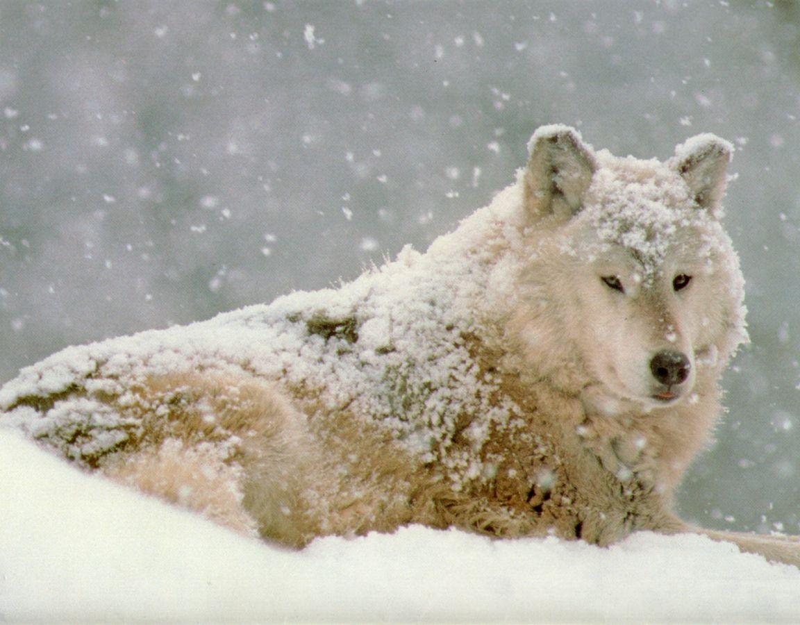 Download mobile wallpaper Snow, Wolf, Animal for free.