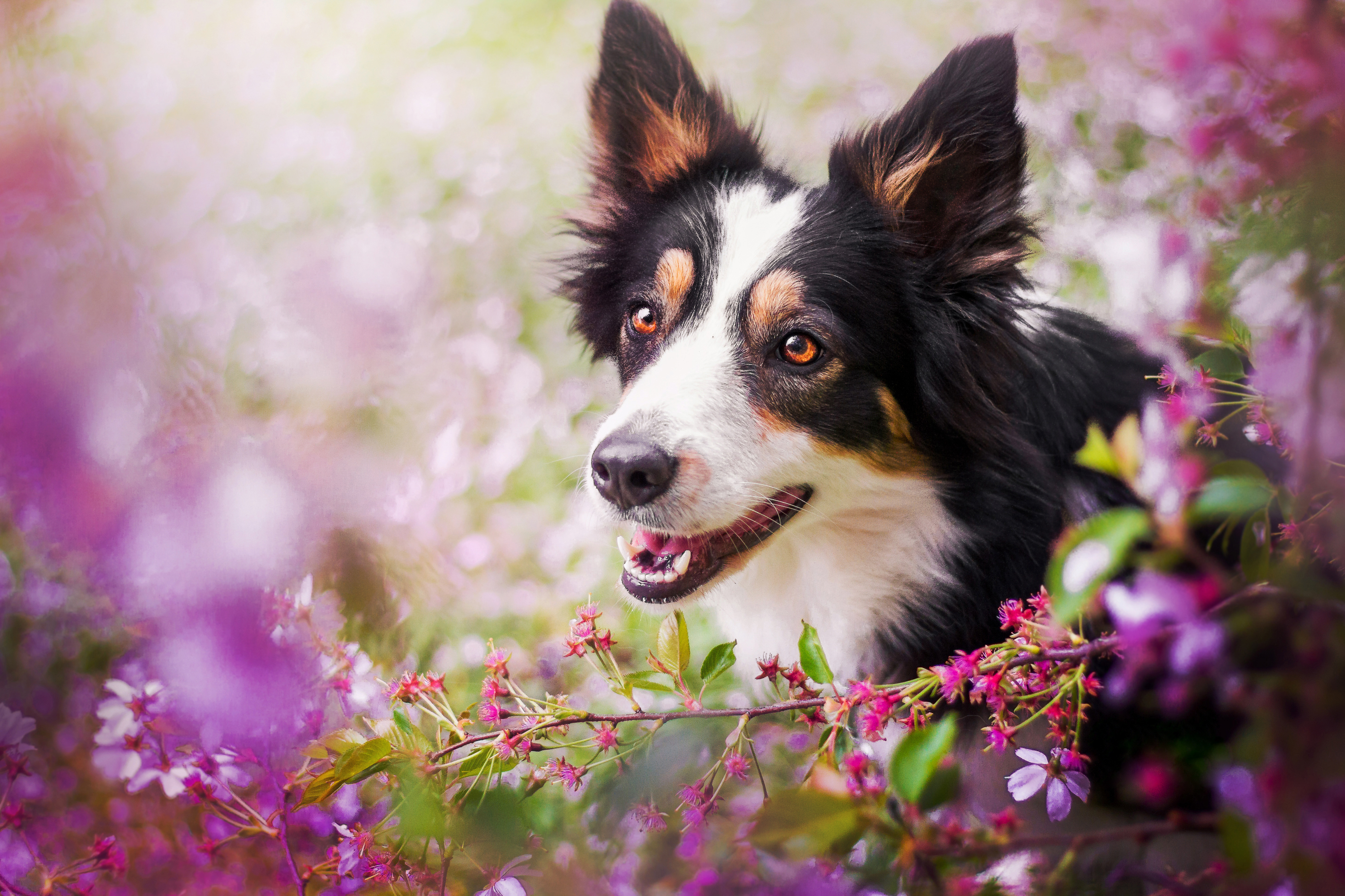 Free download wallpaper Dogs, Flower, Dog, Muzzle, Blur, Animal, Border Collie on your PC desktop
