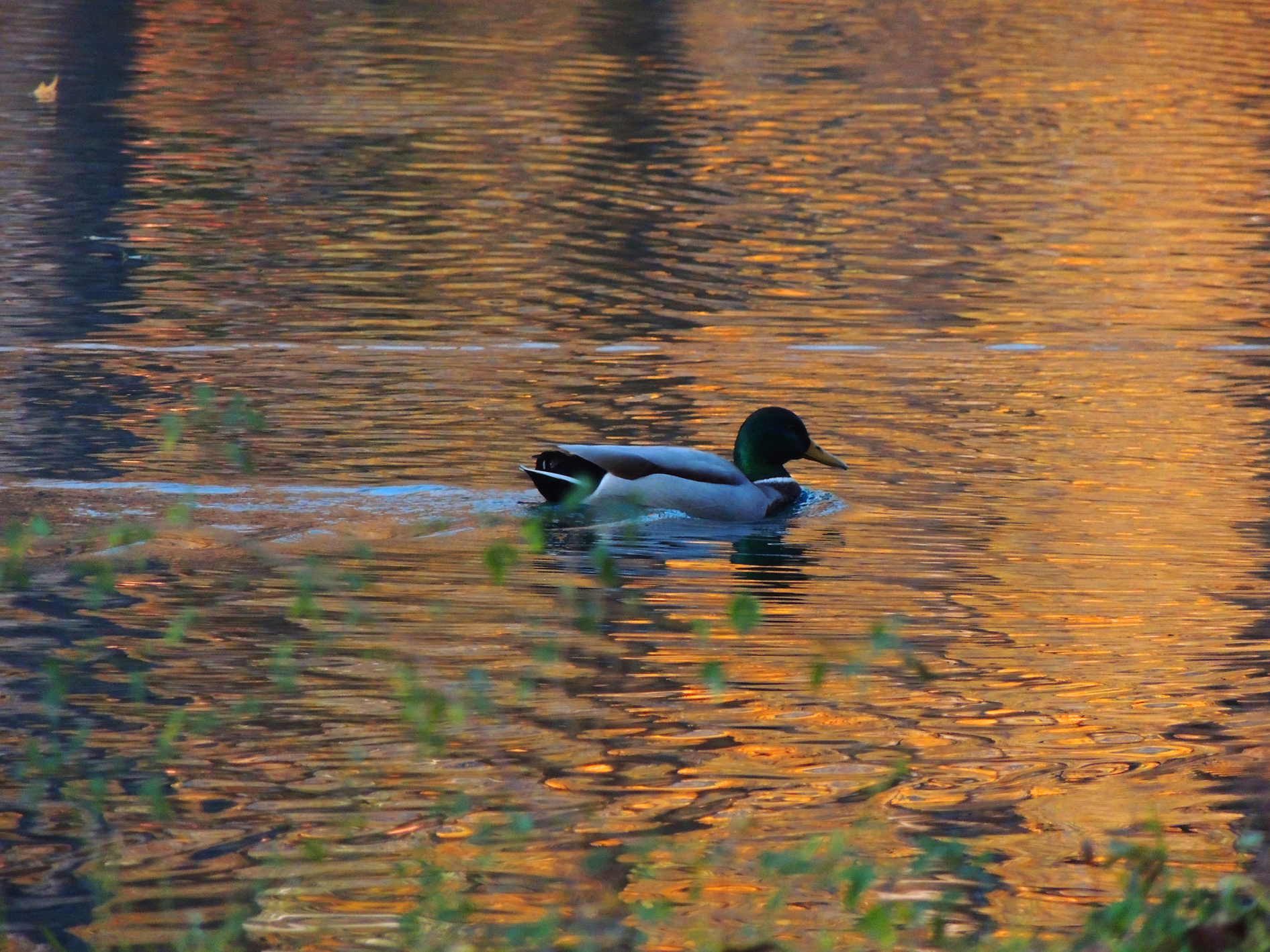 Free download wallpaper Birds, Animal, Duck on your PC desktop