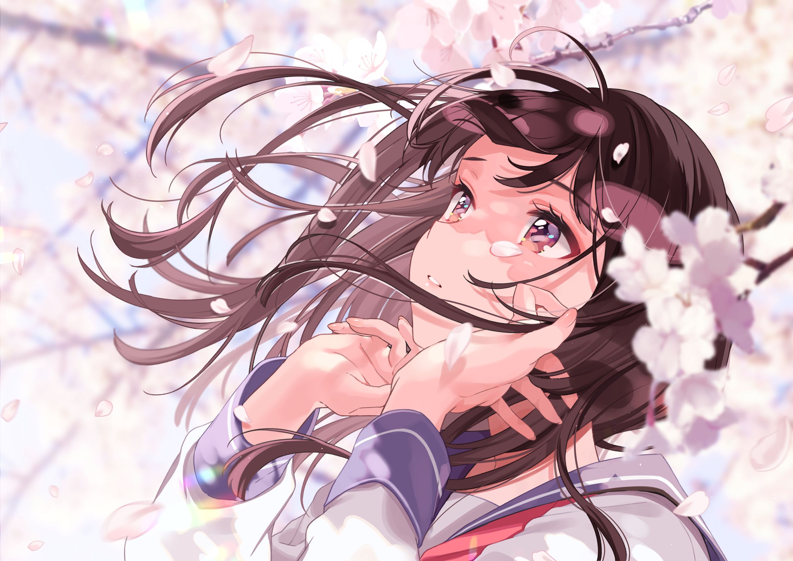 Laden Sie das Sakura, Brünette, Original, Kirschblüte, Animes, Lila Augen-Bild kostenlos auf Ihren PC-Desktop herunter