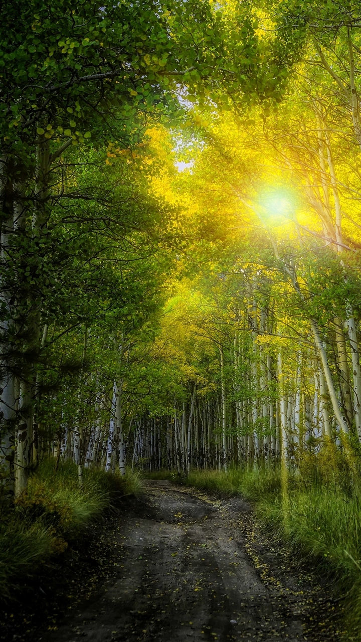 Download mobile wallpaper Forest, Earth, Path, Birch, Sunbeam, Sunshine, Sunbean for free.