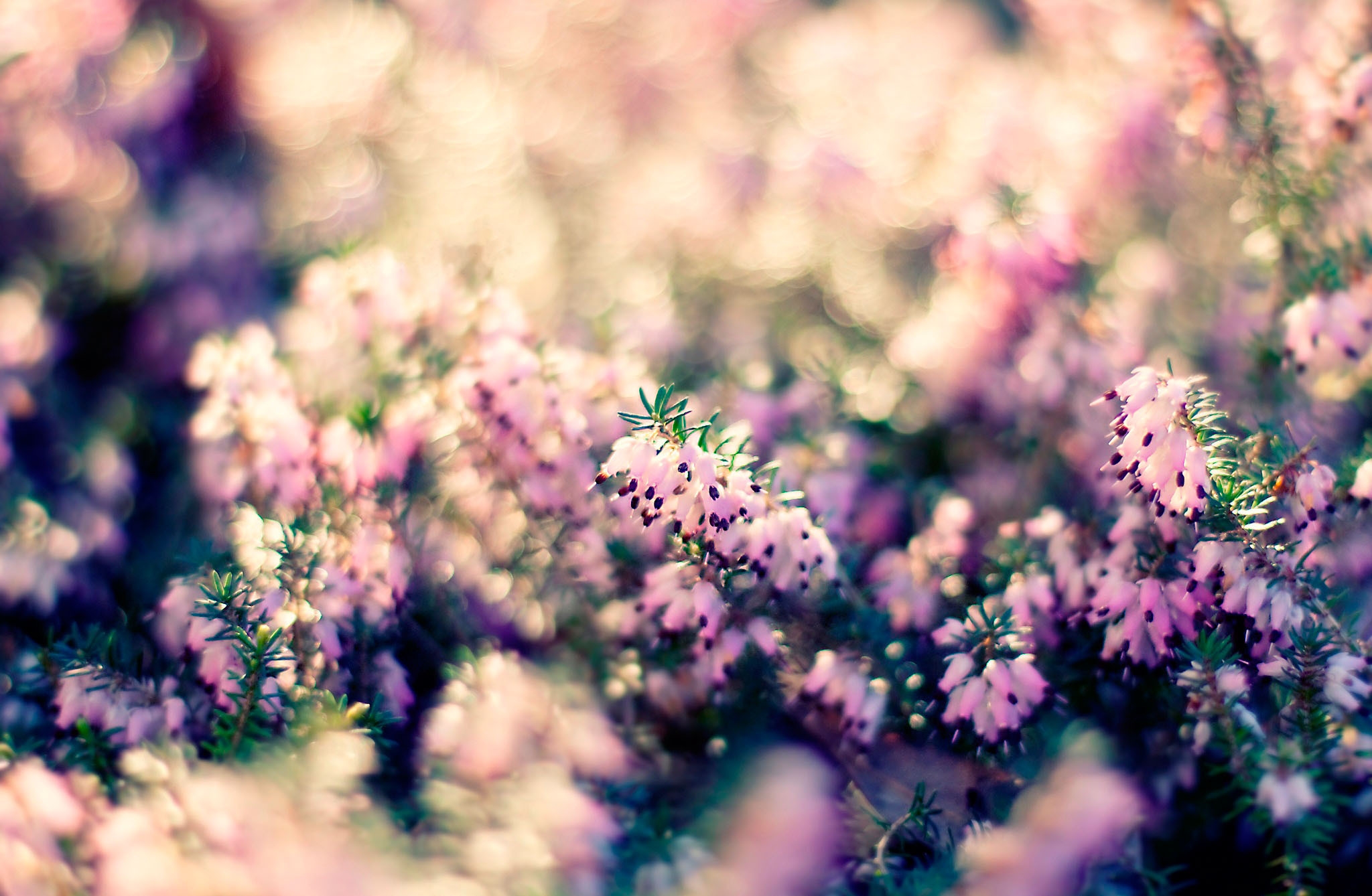 Free download wallpaper Flowers, Grass, Macro, Blur, Plant, Smooth on your PC desktop